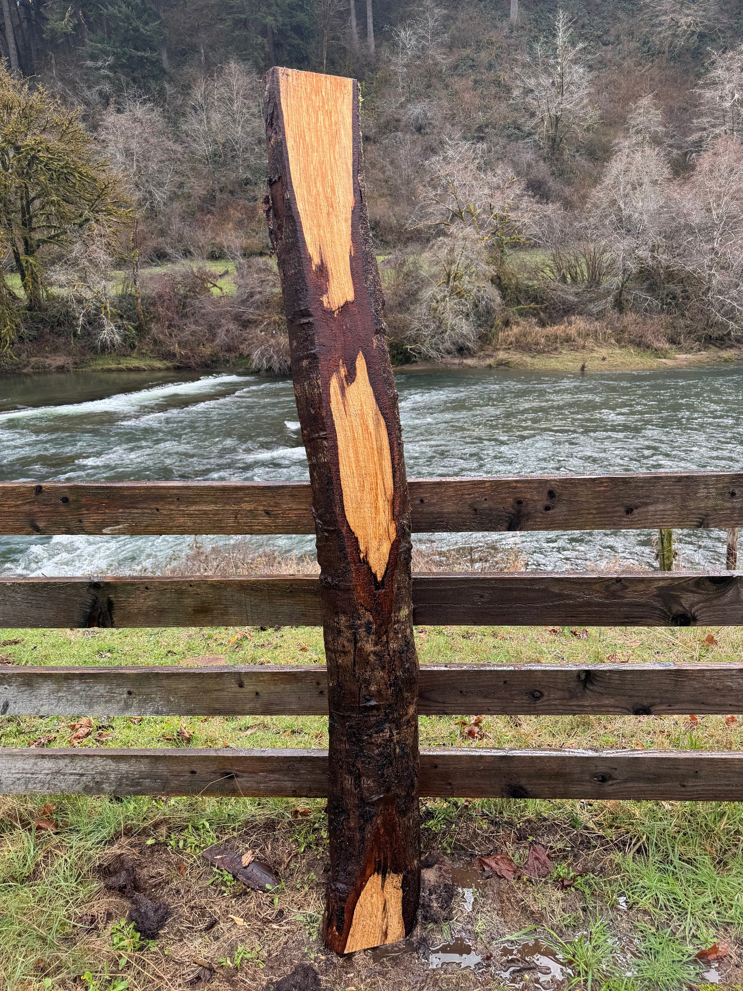 Live Edge Maple Slab -  80" x 10" x 3"