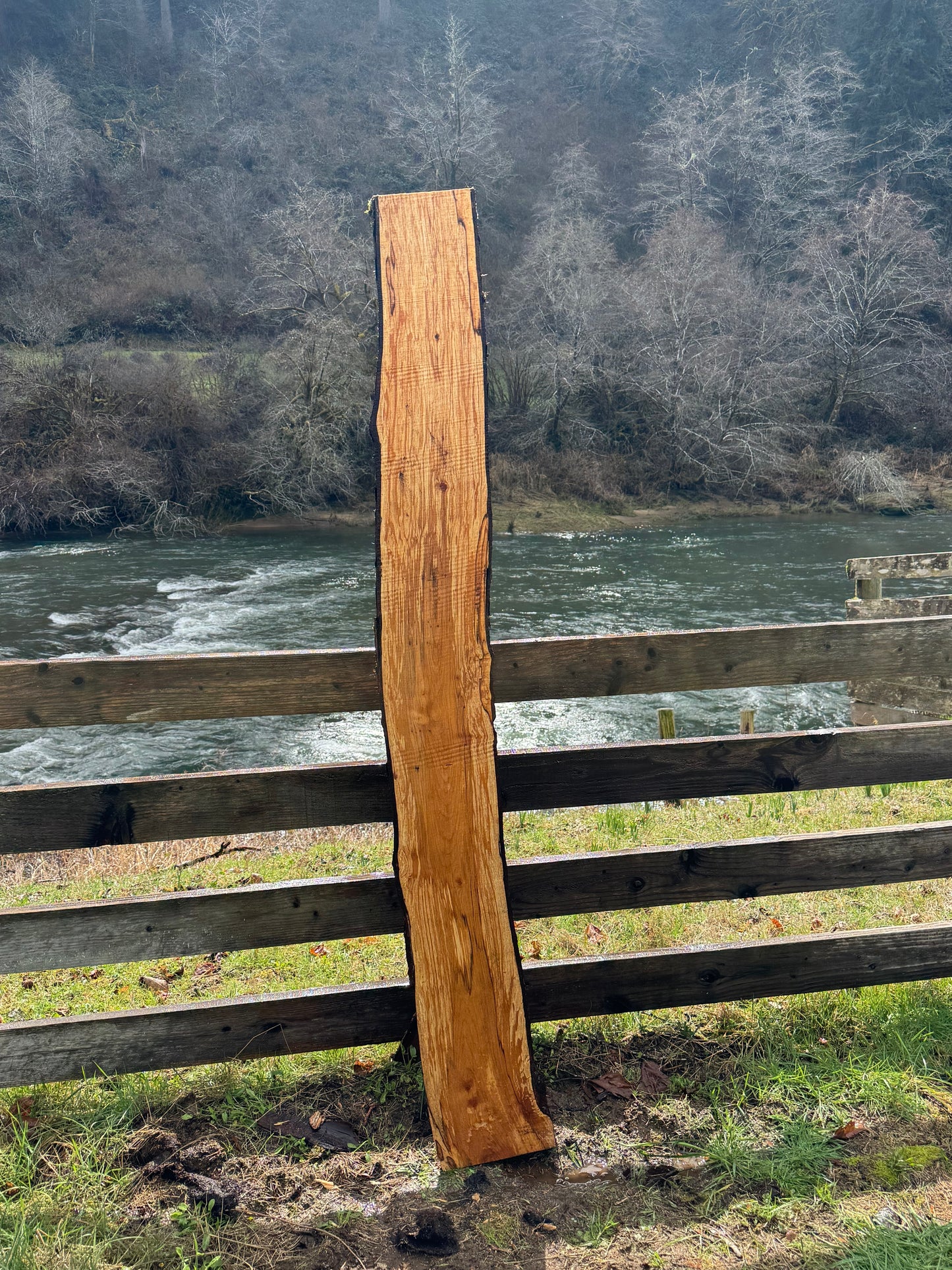 Live Edge Maple Slab -  80" x 10" x 3"
