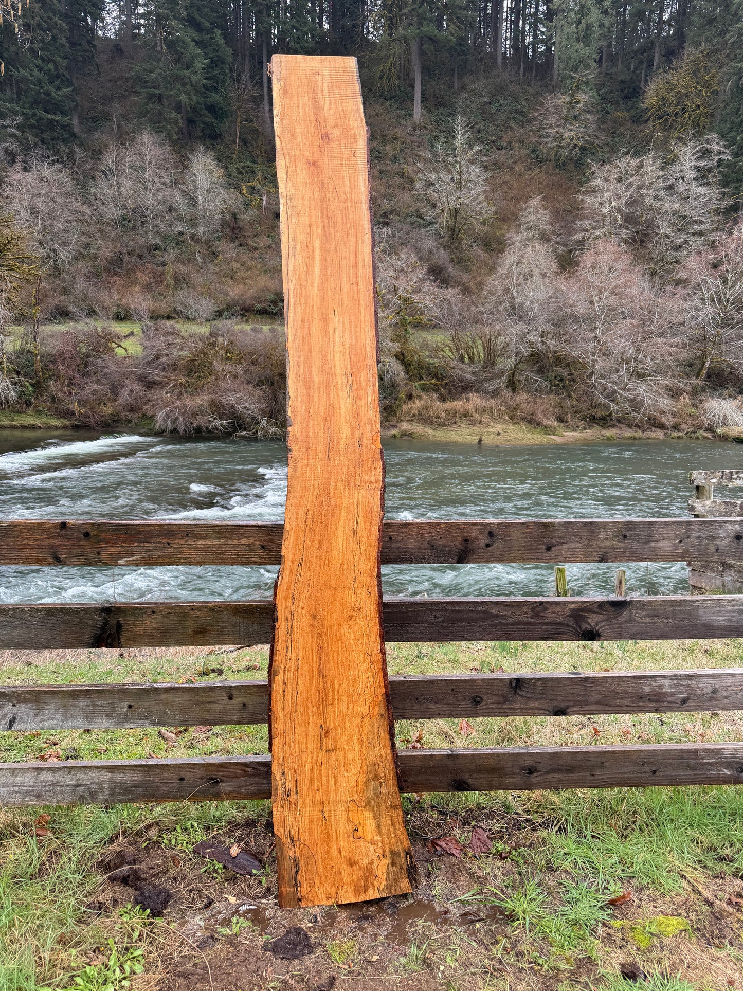 Live Edge Maple Slab -  98" x 16" x 3"