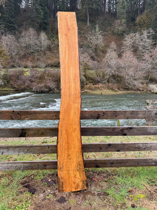Live Edge Maple Slab -  98" x 16" x 3"