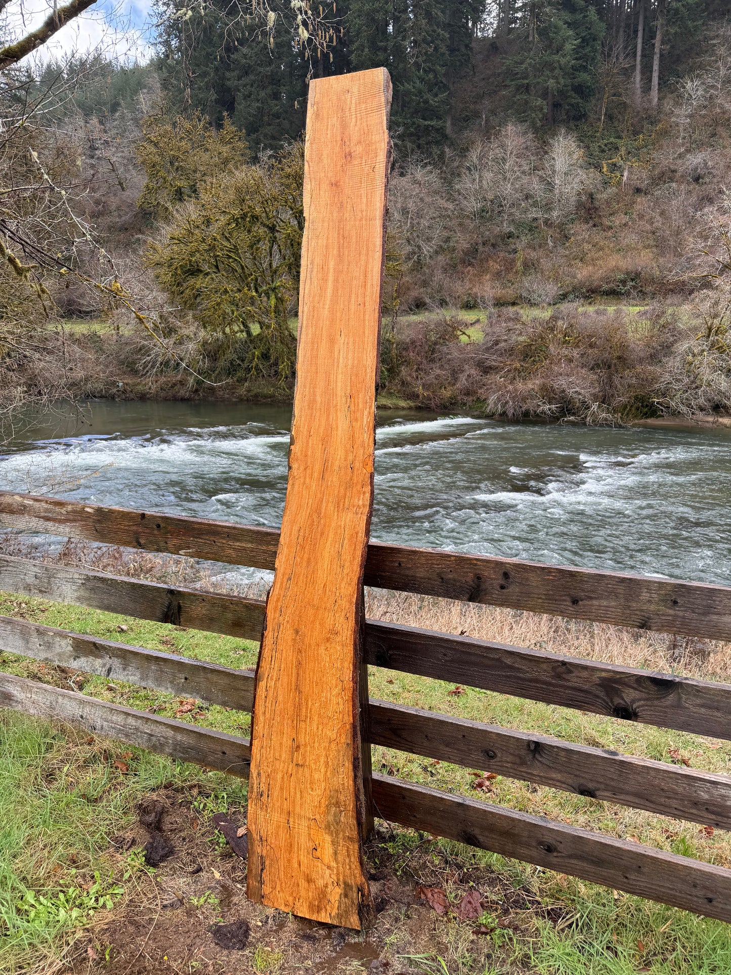 Live Edge Maple Slab -  98" x 16" x 3"