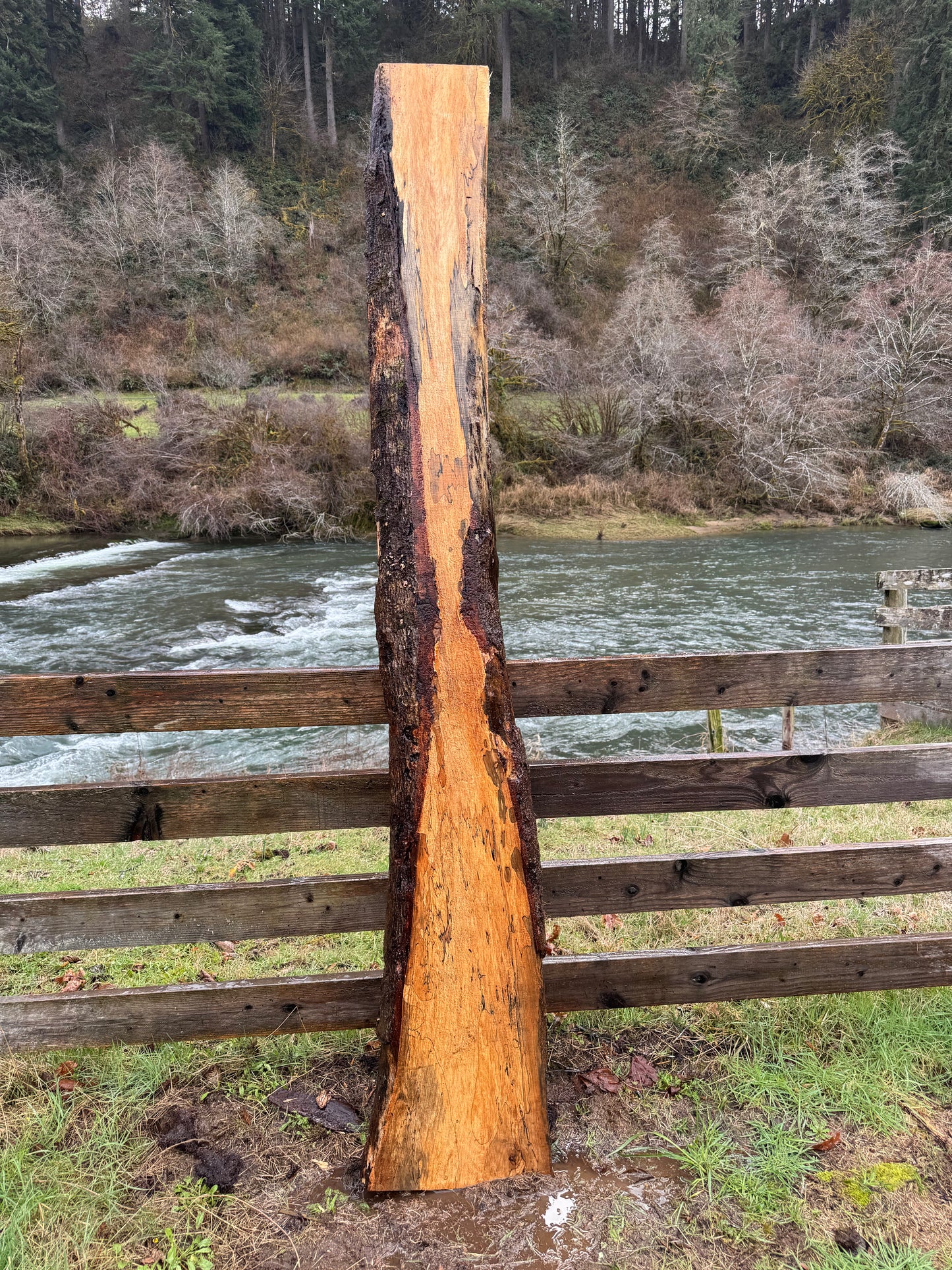 Live Edge Maple Slab -  98" x 16" x 3"