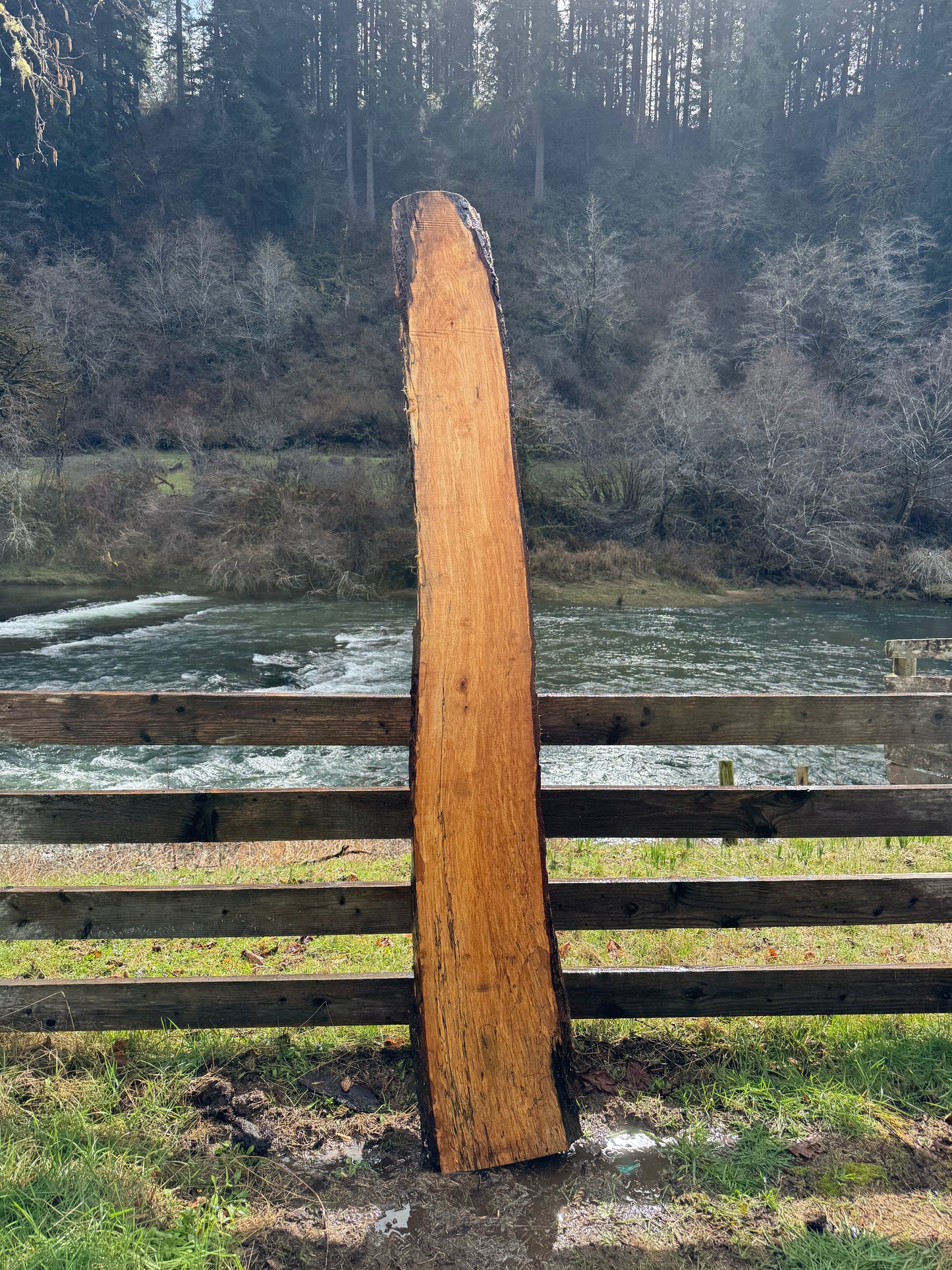 Live Edge Maple Slab -  98" x 16" x 3"