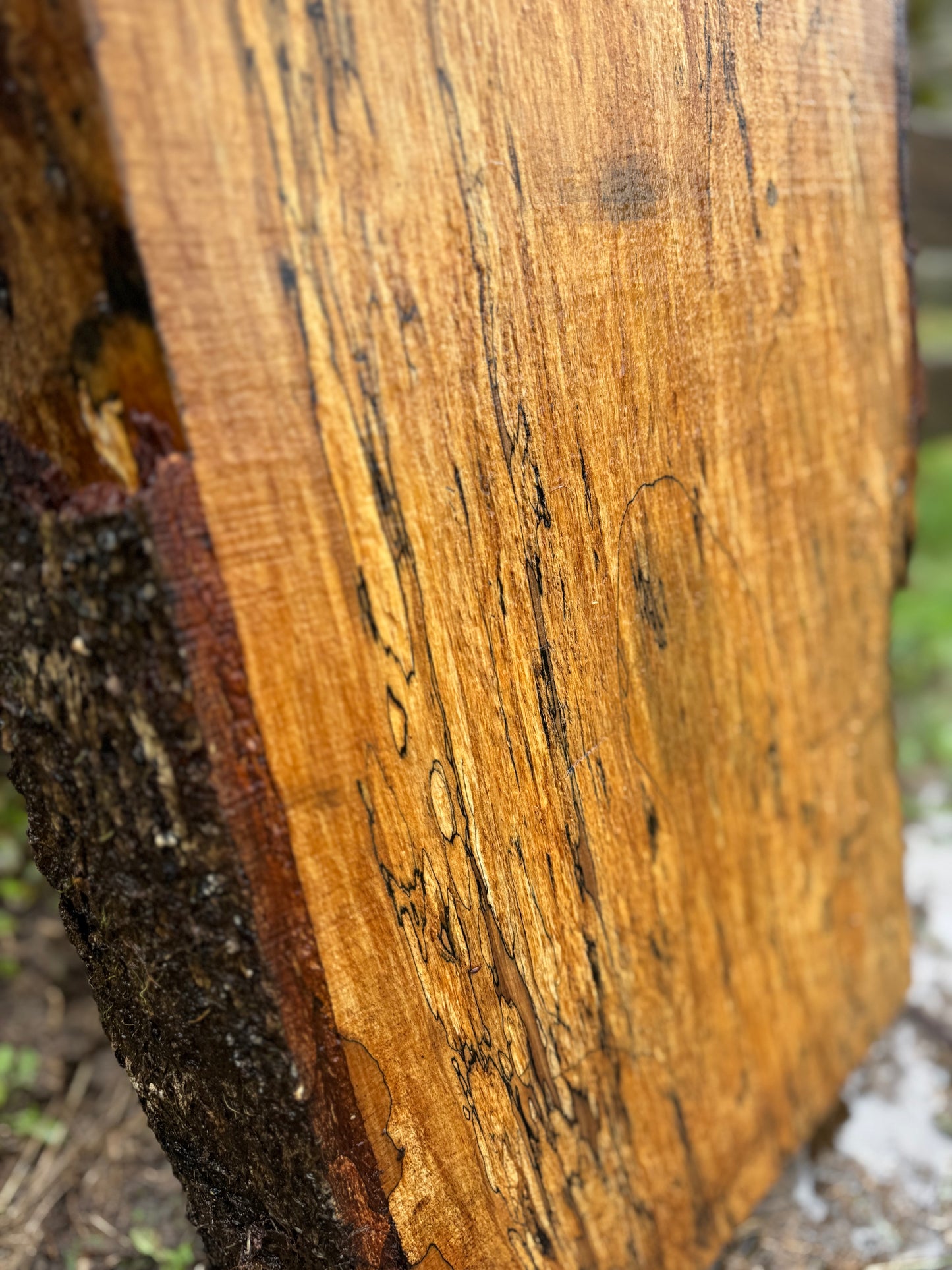 Live Edge Maple Slab -  98" x 16" x 3"