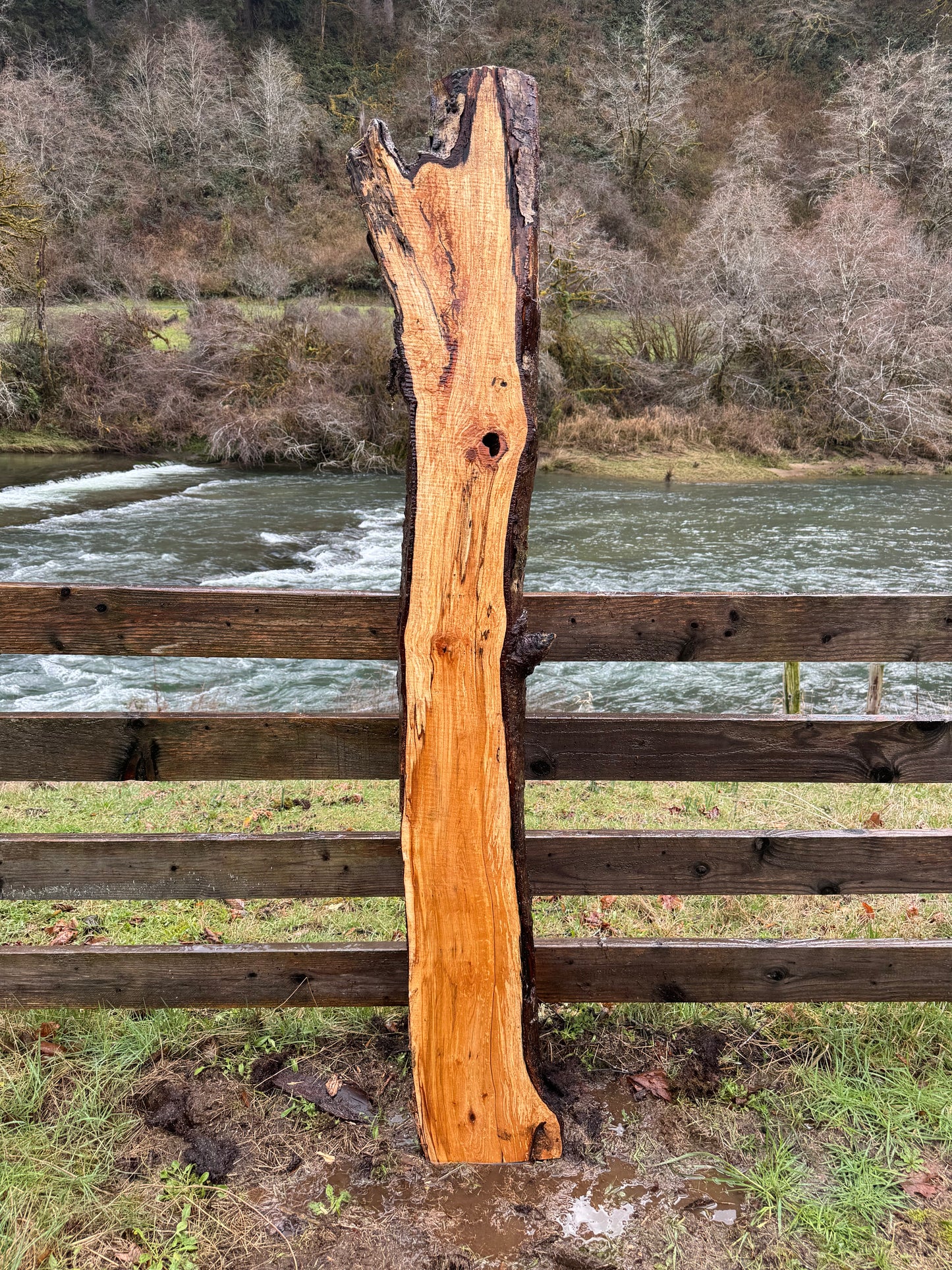 Live Edge Maple Slab -  80" x 10" x 3"