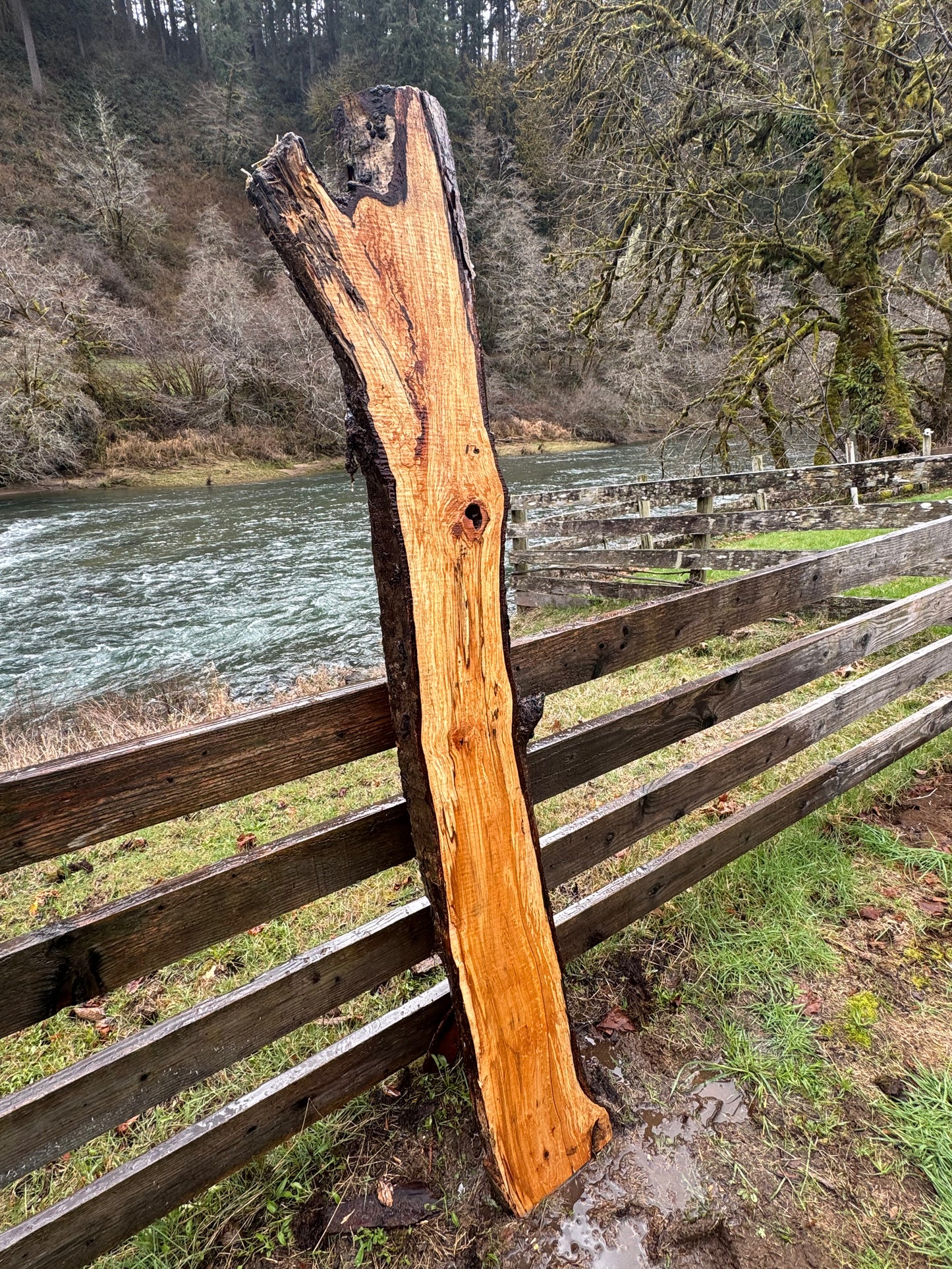Live Edge Maple Slab -  80" x 10" x 3"