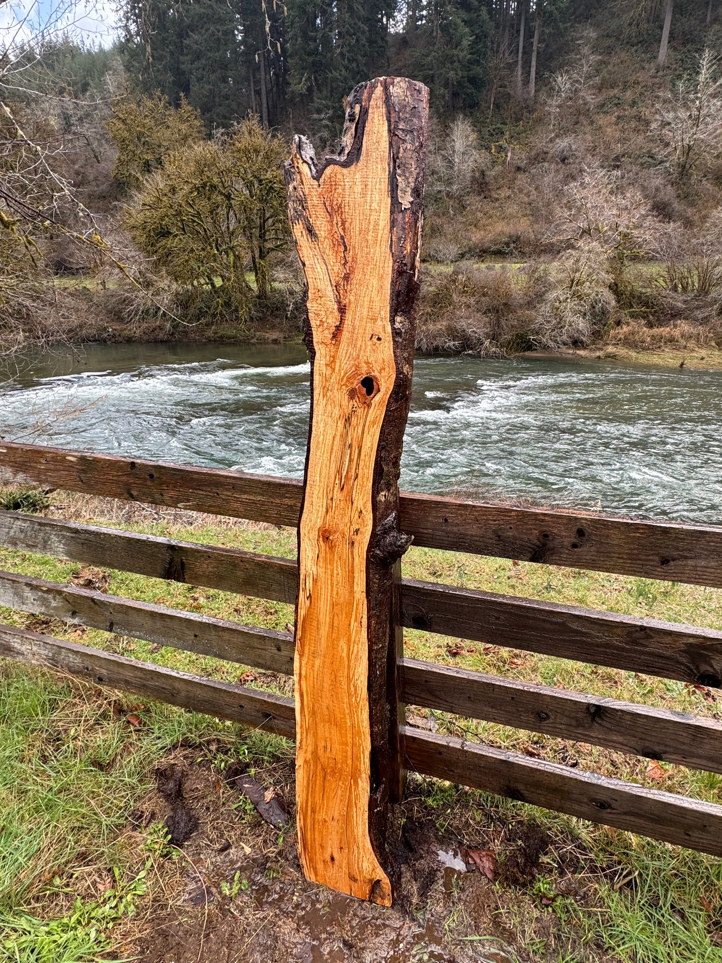 Live Edge Maple Slab -  80" x 10" x 3"