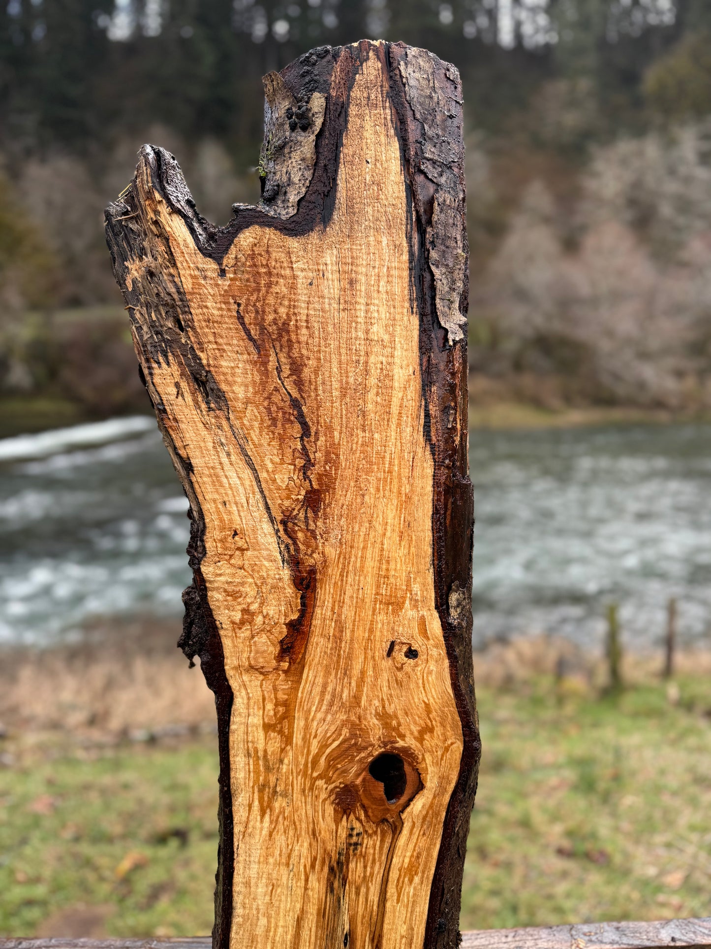 Live Edge Maple Slab -  80" x 10" x 3"