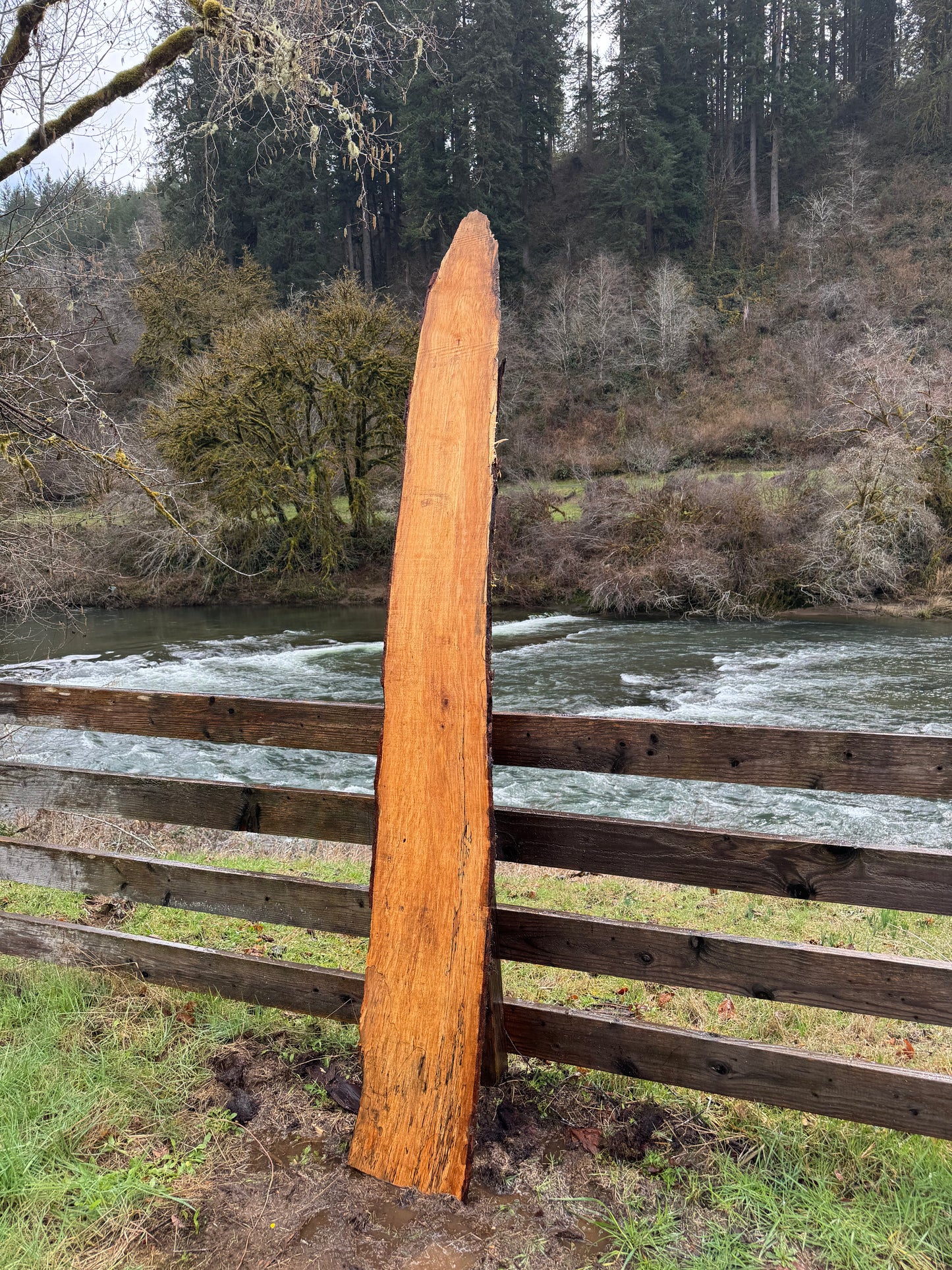 Live Edge Maple Slab -  98" x 13" x 3"