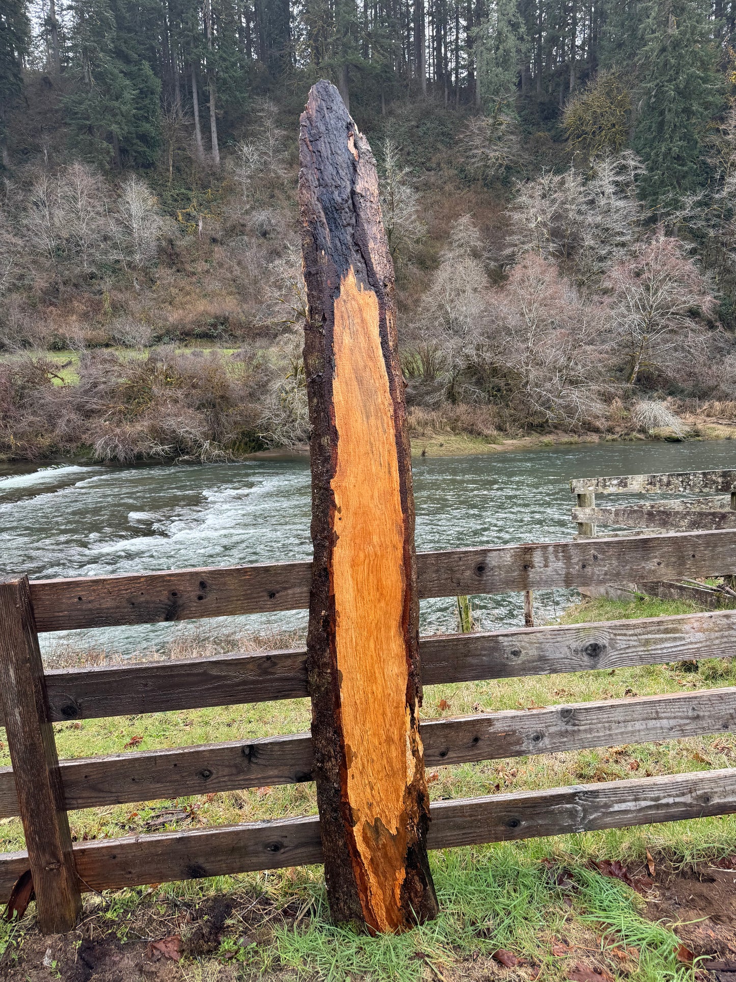 Live Edge Maple Slab -  98" x 13" x 3"
