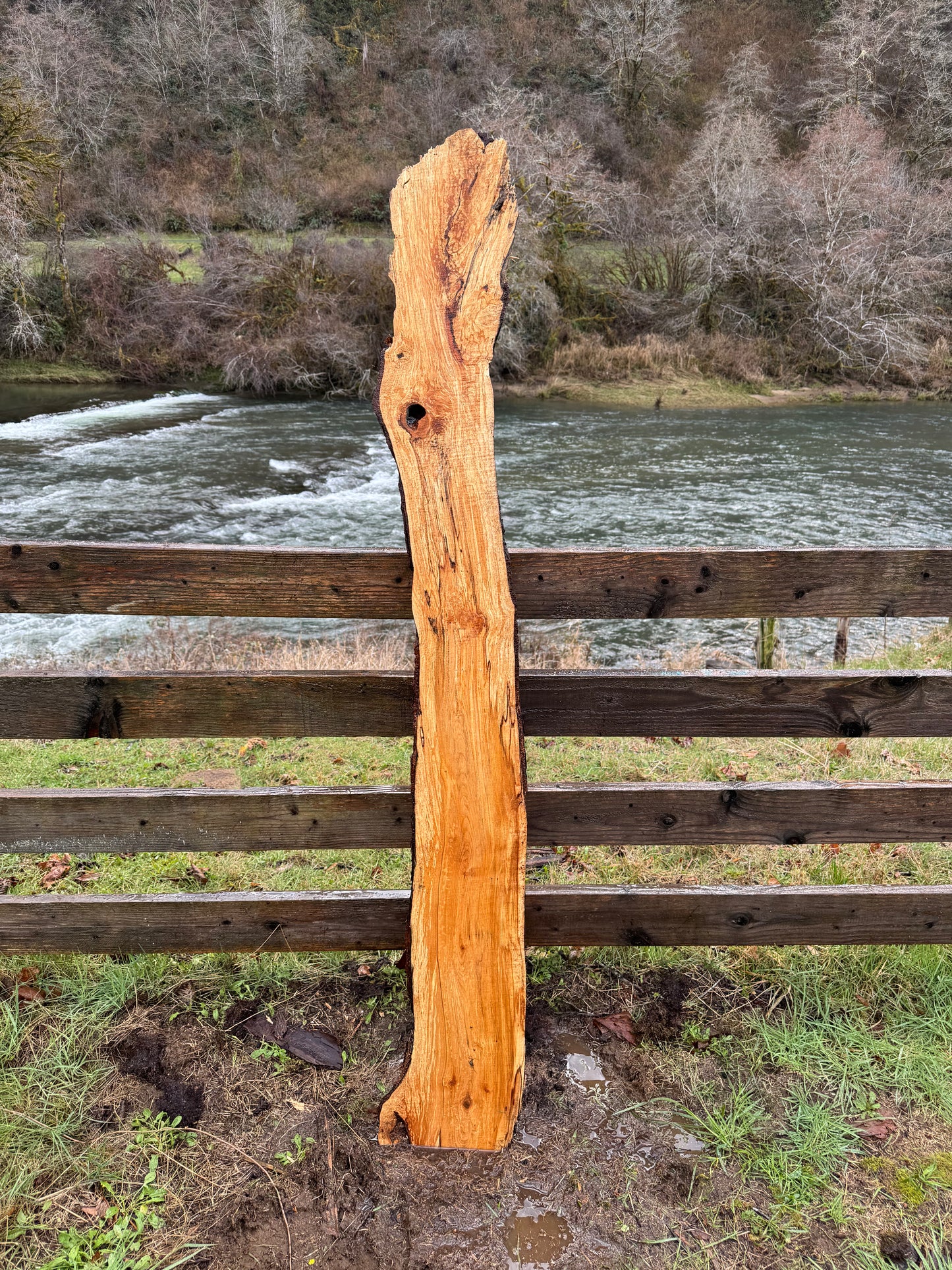 Live Edge Maple Slab -  74" x 11" x 2"