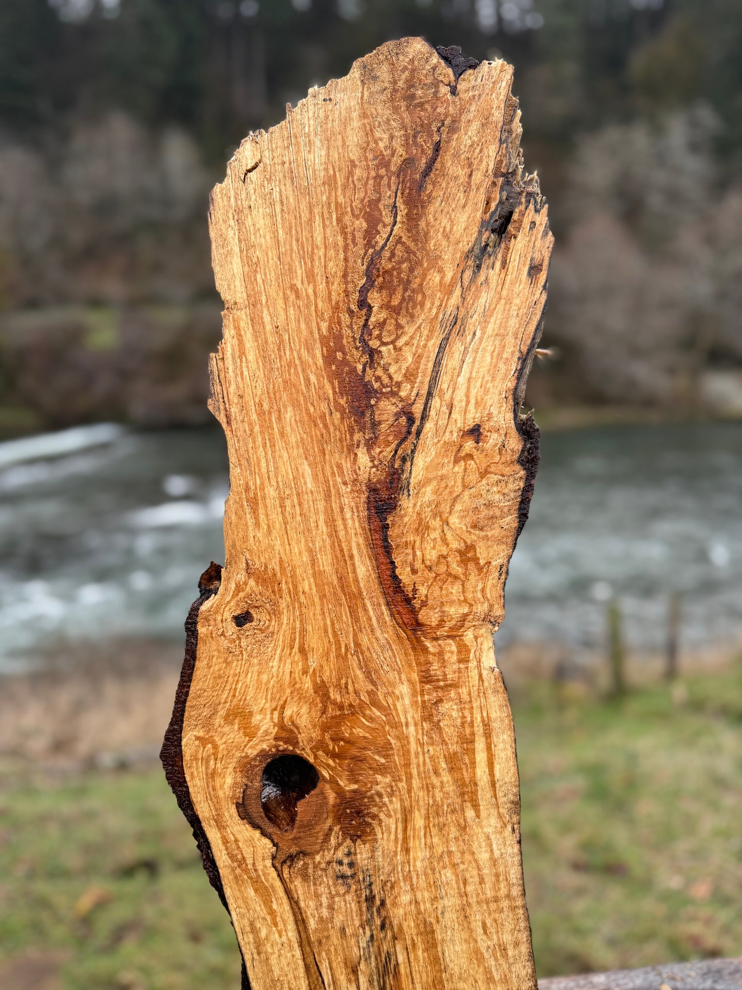 Live Edge Maple Slab -  74" x 11" x 2"