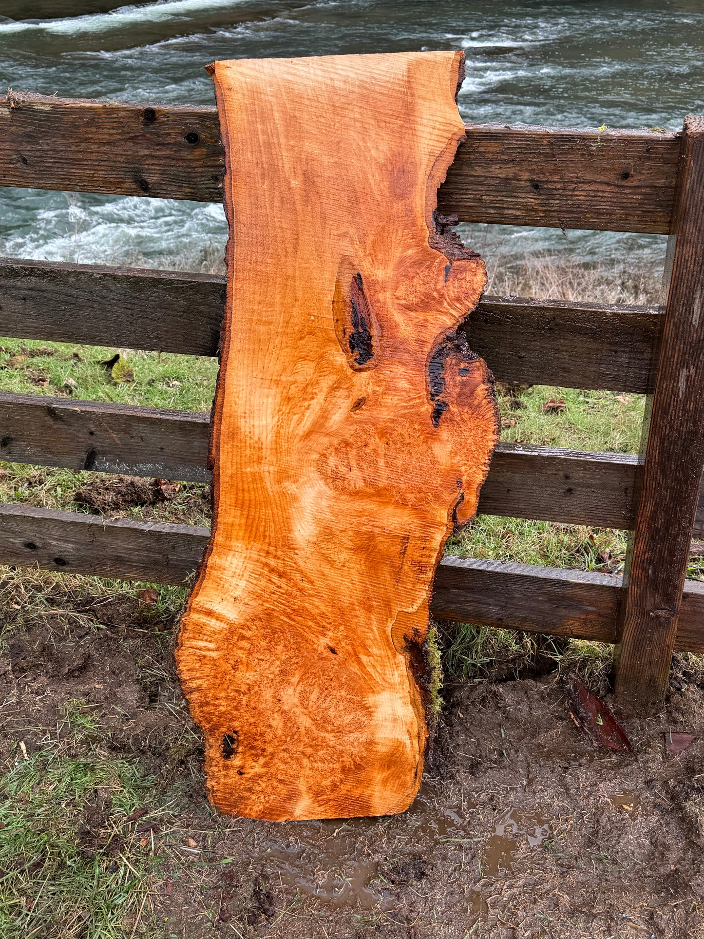 Figured Maple Burl Slab - 48" x 18" x 2.25"
