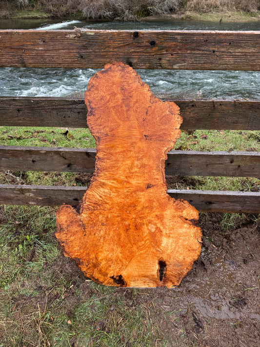 Large Figured Maple Burl Slab - 42" x 28" x 2.25"