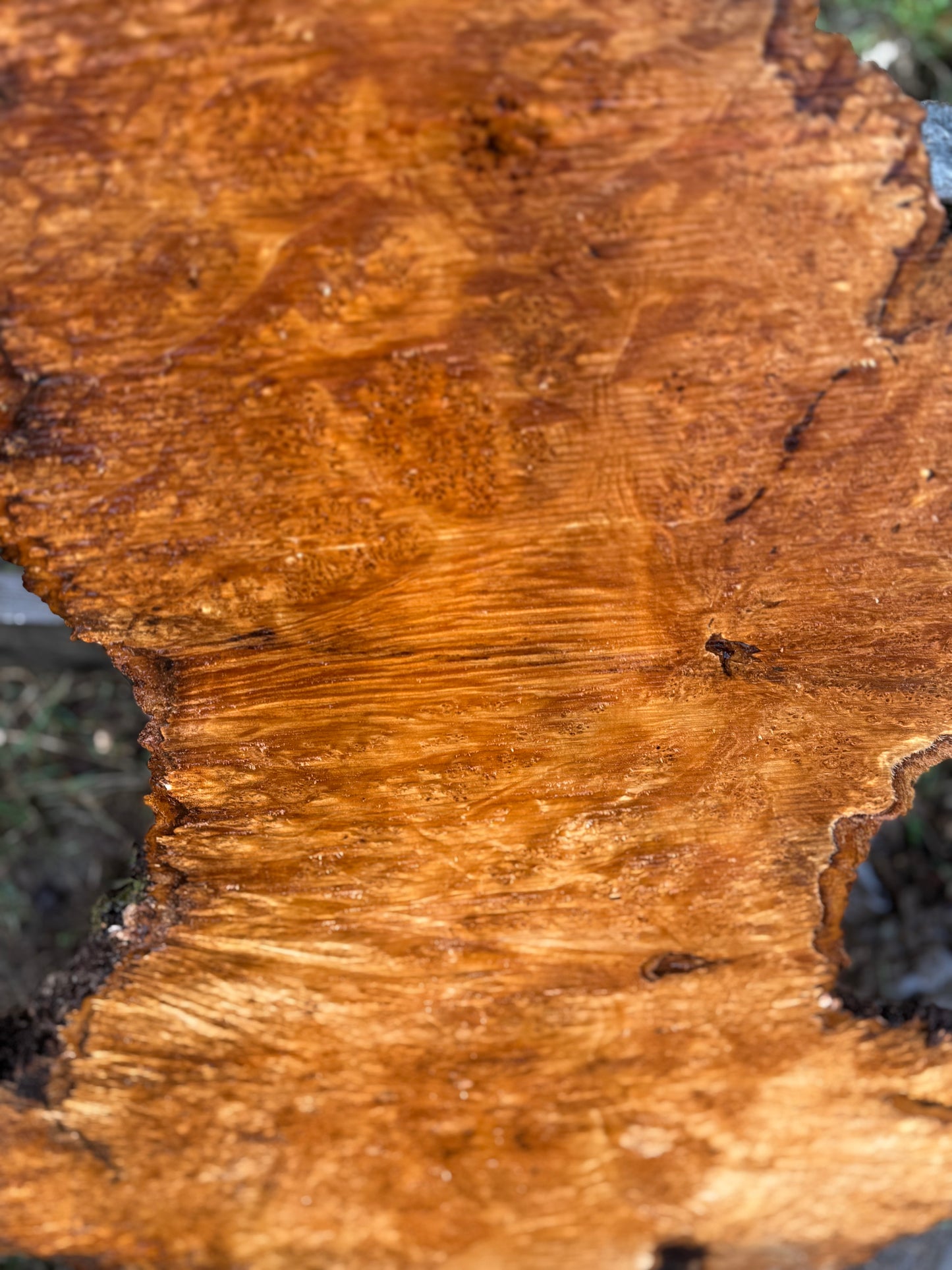 Large Figured Maple Burl Slab - 42" x 28" x 2.25"