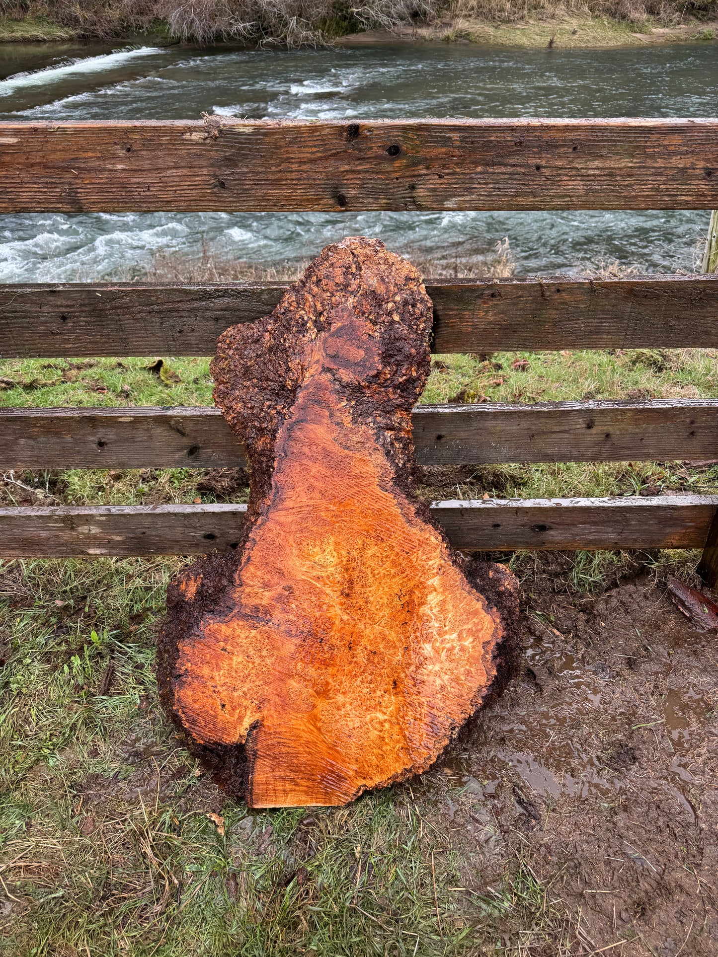 Large Figured Maple Burl Slab - 42" x 28" x 2.25"