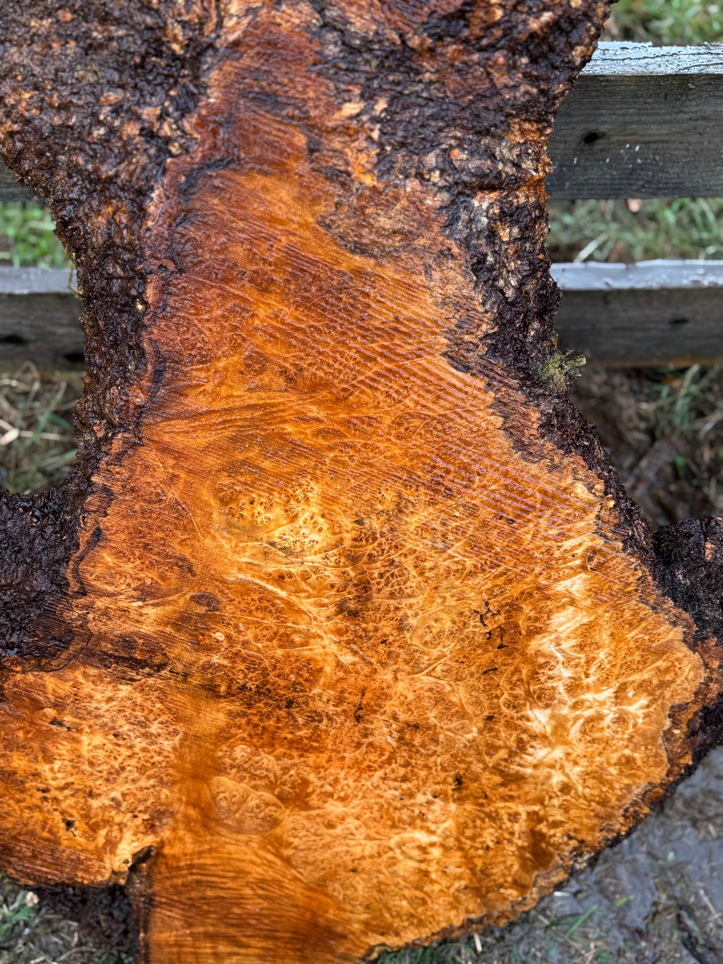 Large Figured Maple Burl Slab - 42" x 28" x 2.25"