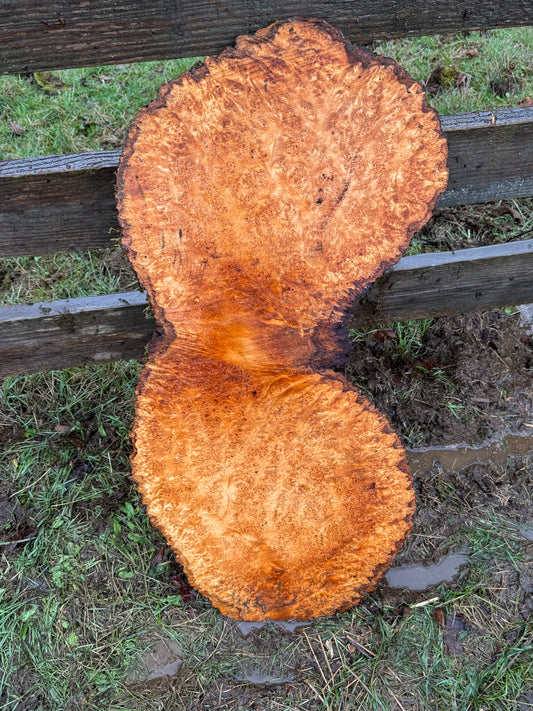 Large Figured Maple Burl Slab - 34" x 16" x 2"