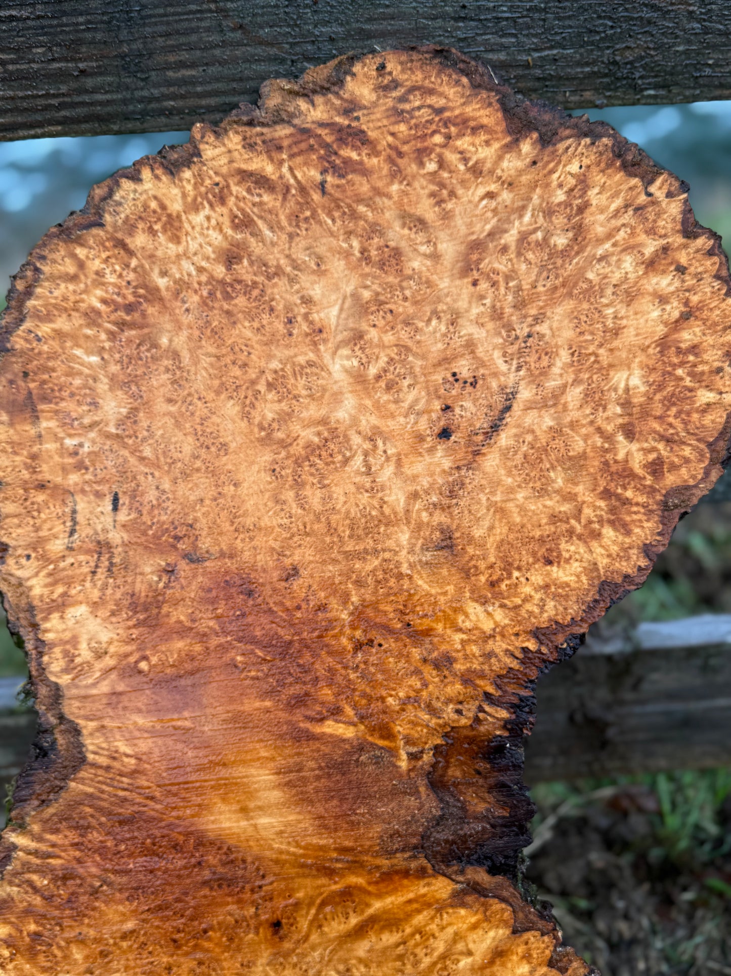 Large Figured Maple Burl Slab - 34" x 16" x 2"