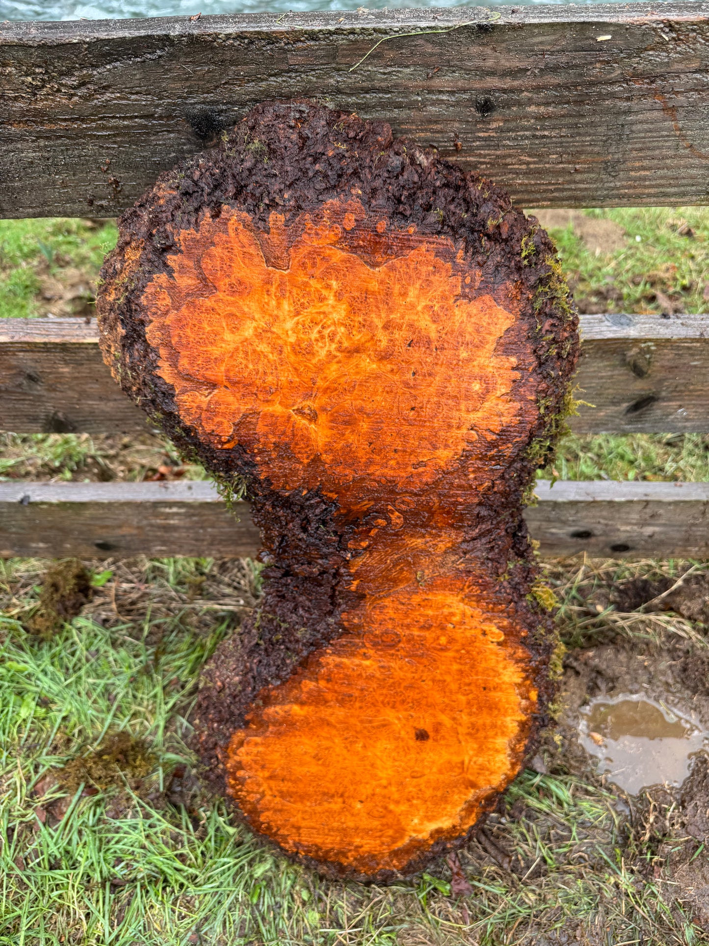 Large Figured Maple Burl Slab - 34" x 16" x 2"