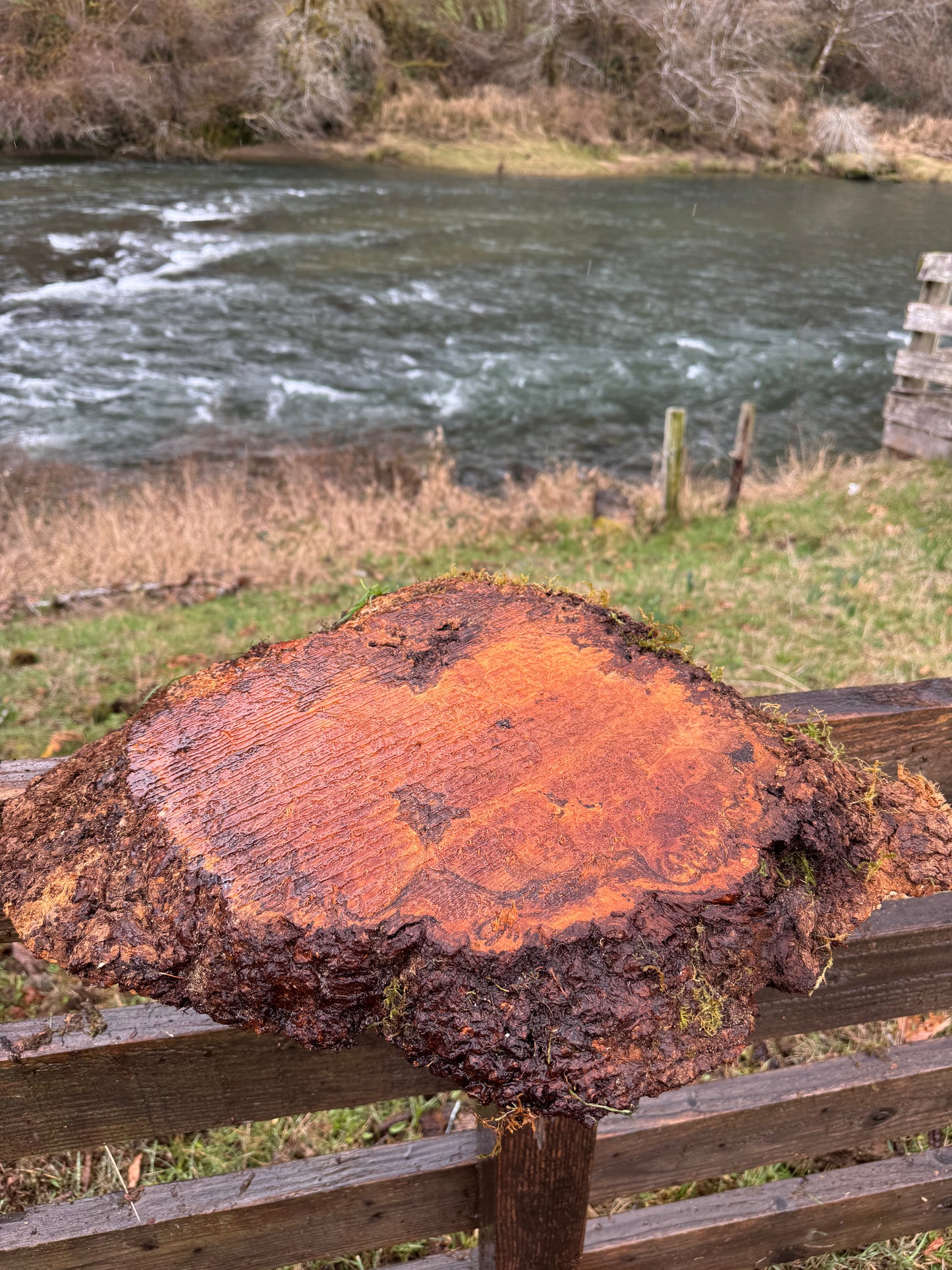Figured Maple Burl Slab- 23" x 18" x 2"