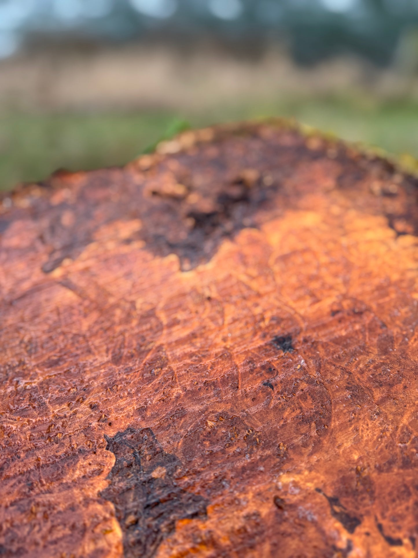Figured Maple Burl Slab- 23" x 18" x 2"