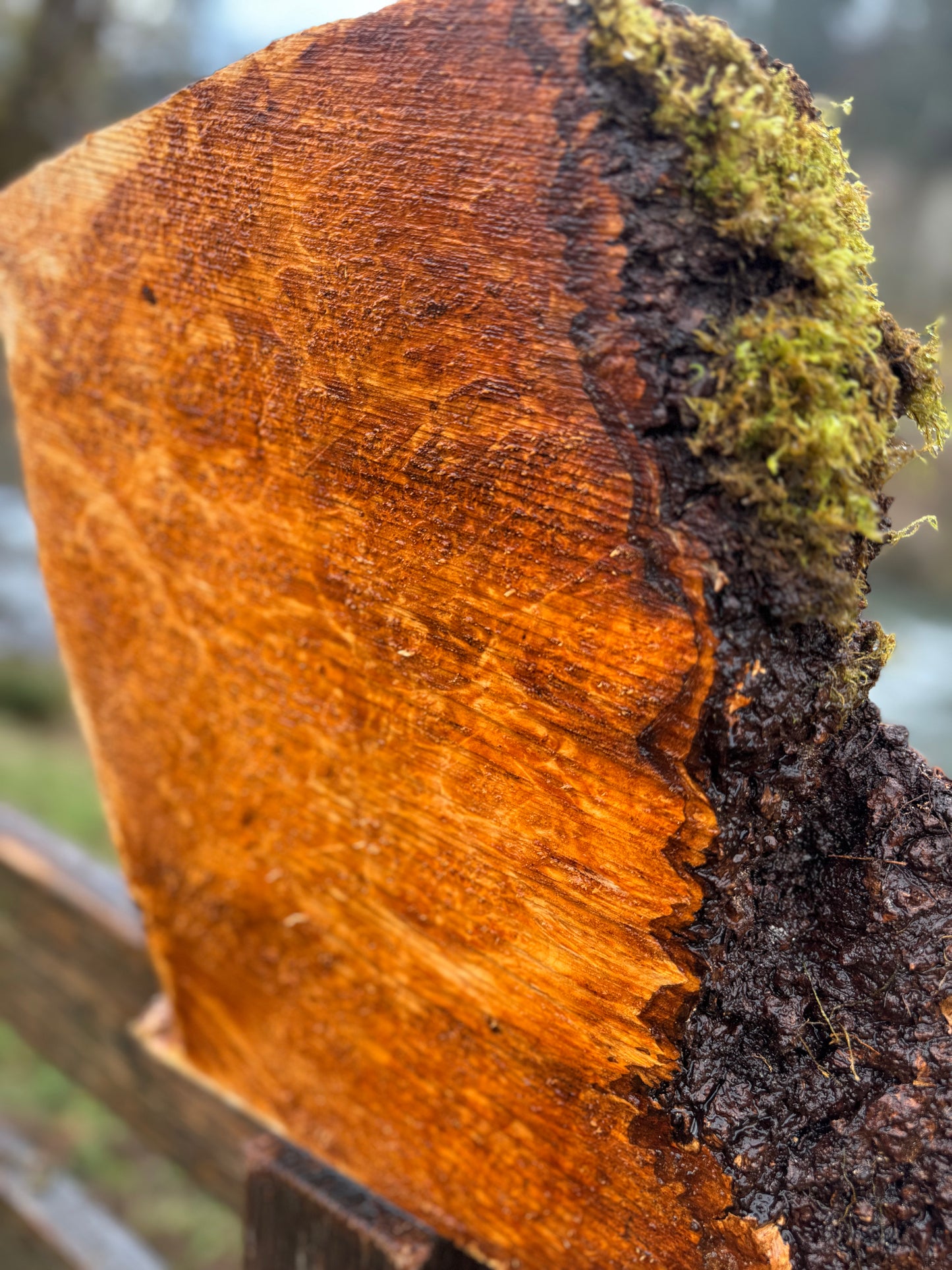 Figured Maple Burl Chunk- 16" x 15" x 3"