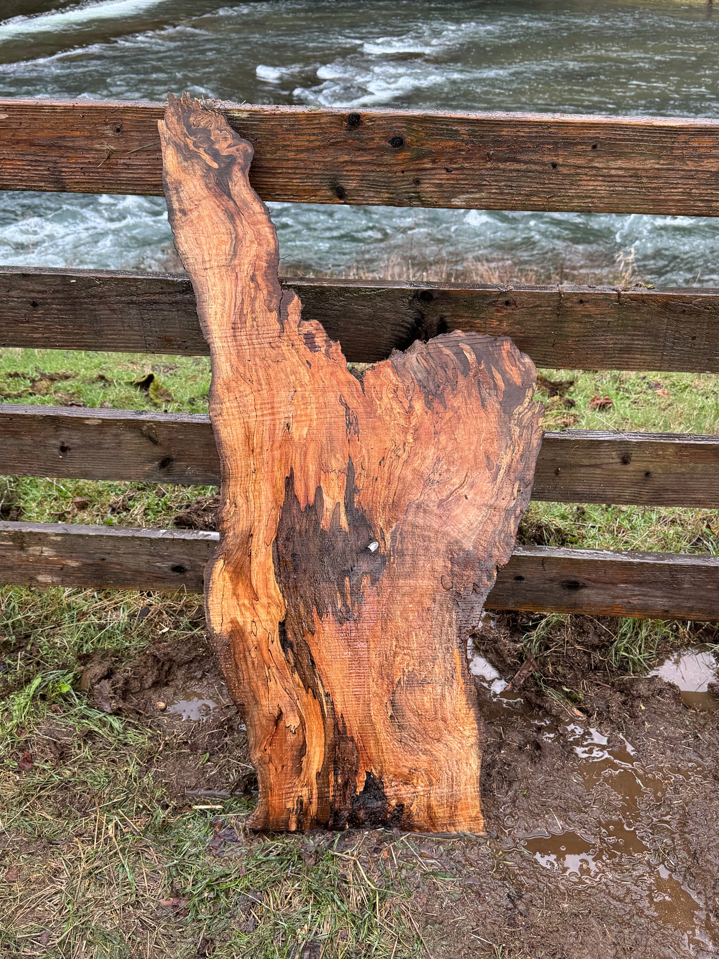 Rare Spalted Maple Slab with Embedded Bullet – 46"x22"x2" - Dry