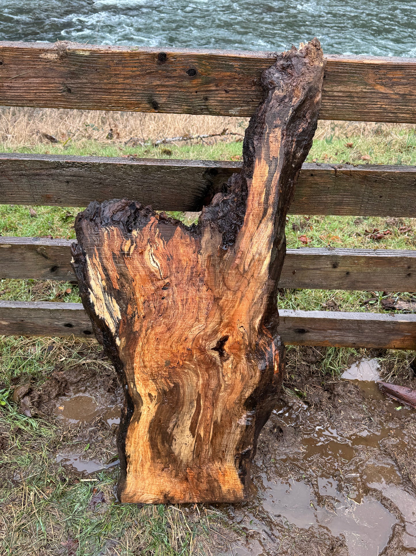 Rare Spalted Maple Slab with Embedded Bullet – 46"x22"x2" - Dry