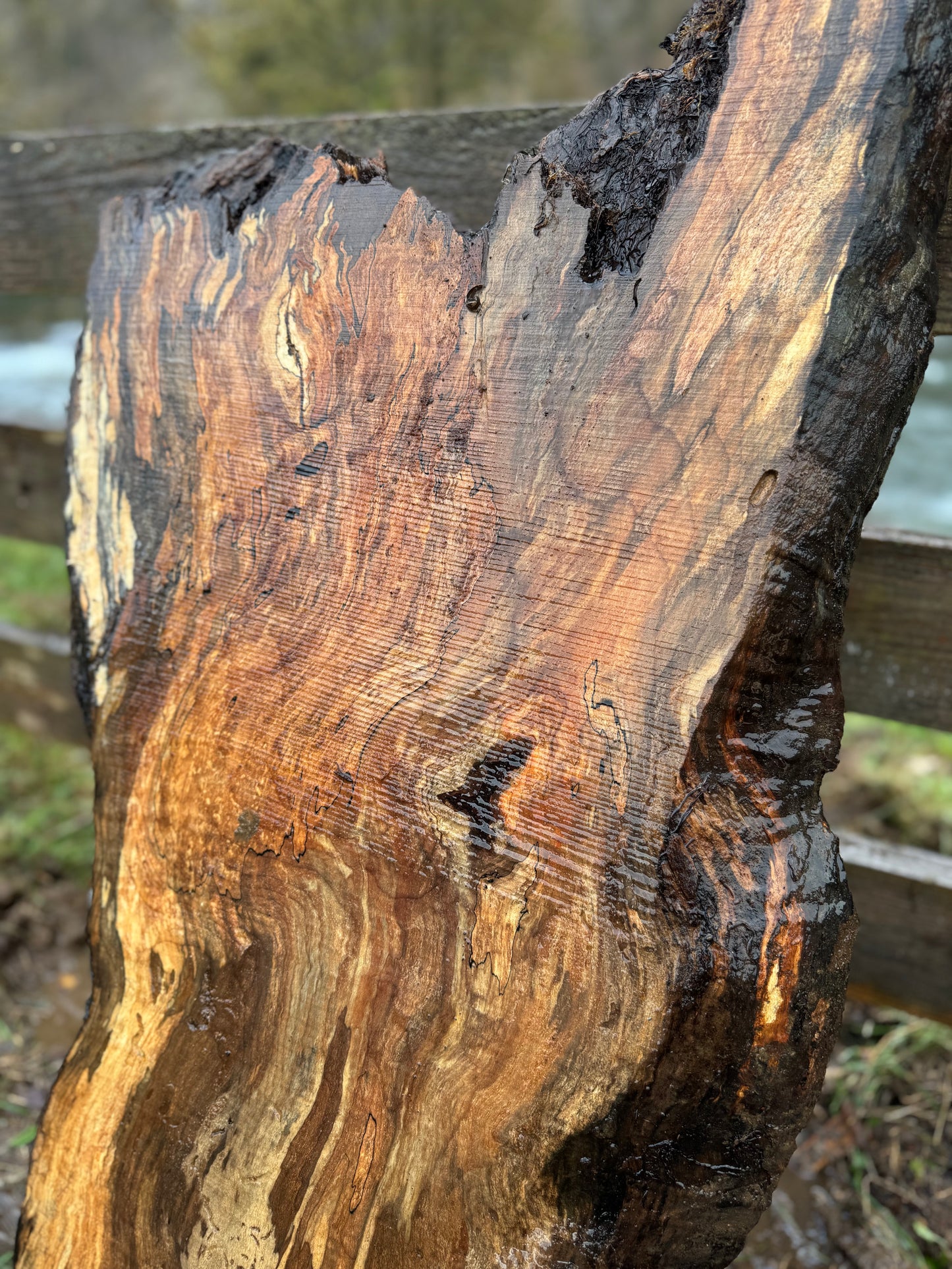 Rare Spalted Maple Slab with Embedded Bullet – 46"x22"x2" - Dry