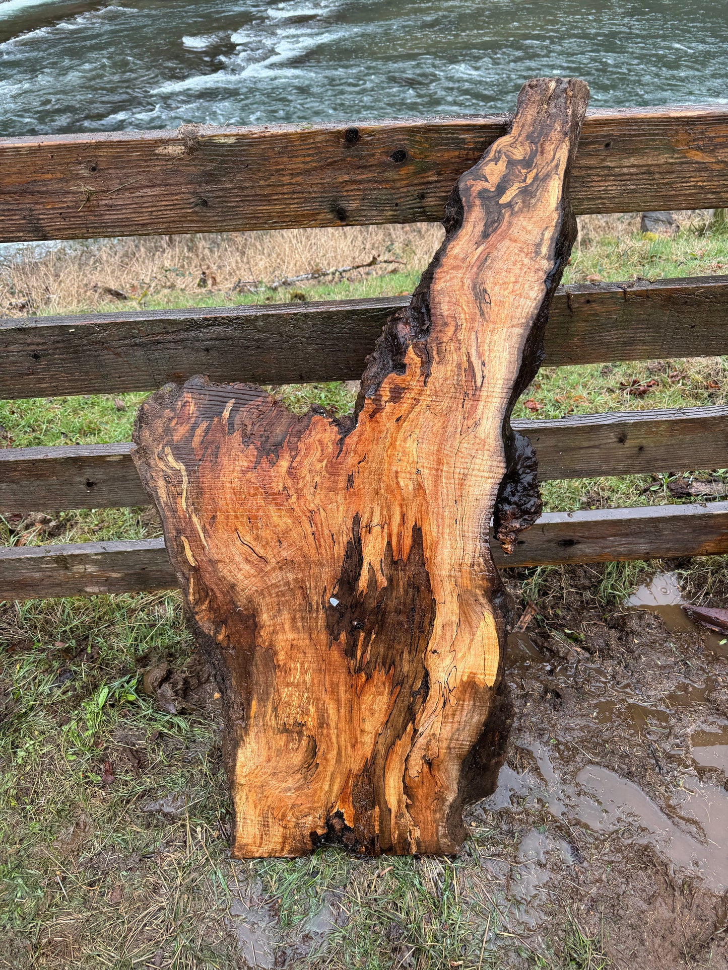 Rare Spalted Maple Slab with Embedded Bullet – 49"x26"x2"