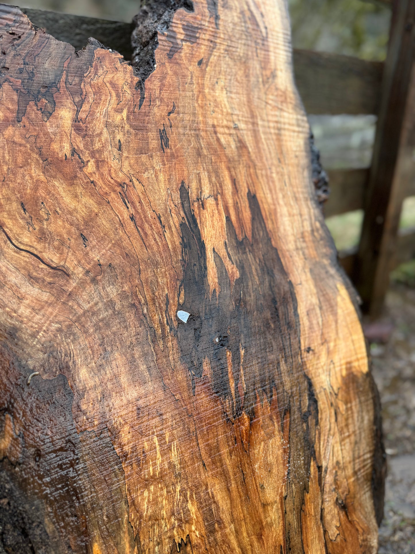 Rare Spalted Maple Slab with Embedded Bullet – 49"x26"x2"