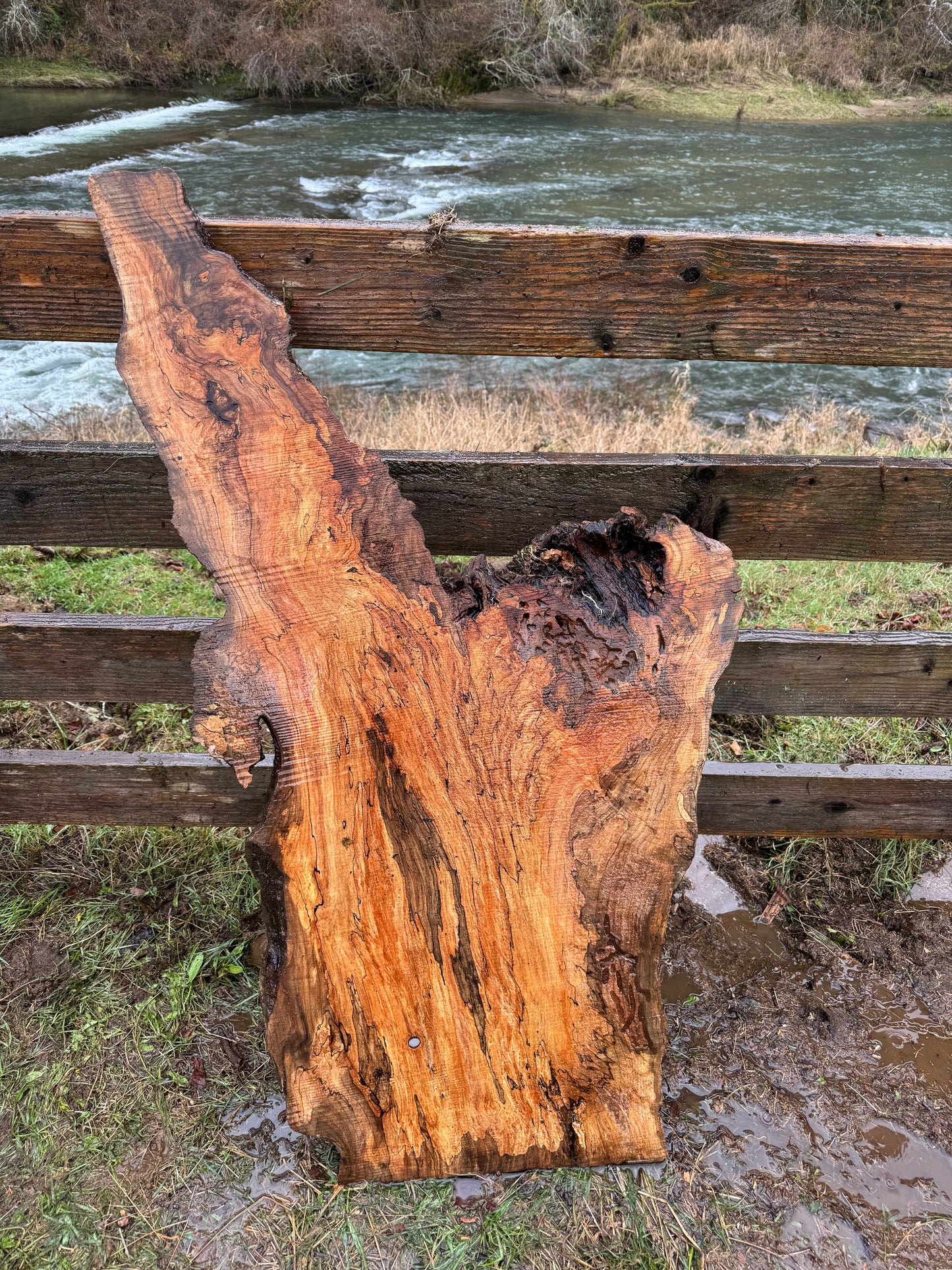 Rare Spalted Maple Slab with Embedded Bullet – 49"x26"x2"