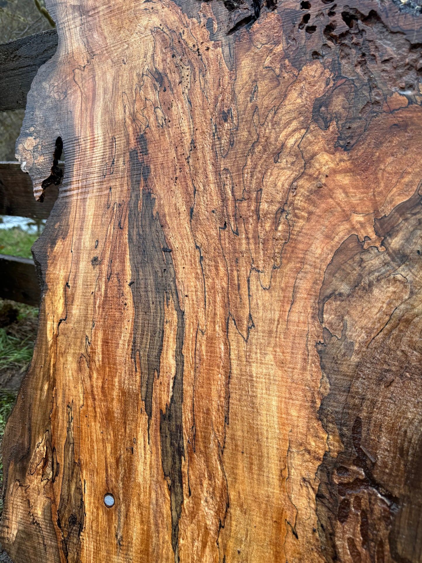 Rare Spalted Maple Slab with Embedded Bullet – 49"x26"x2"