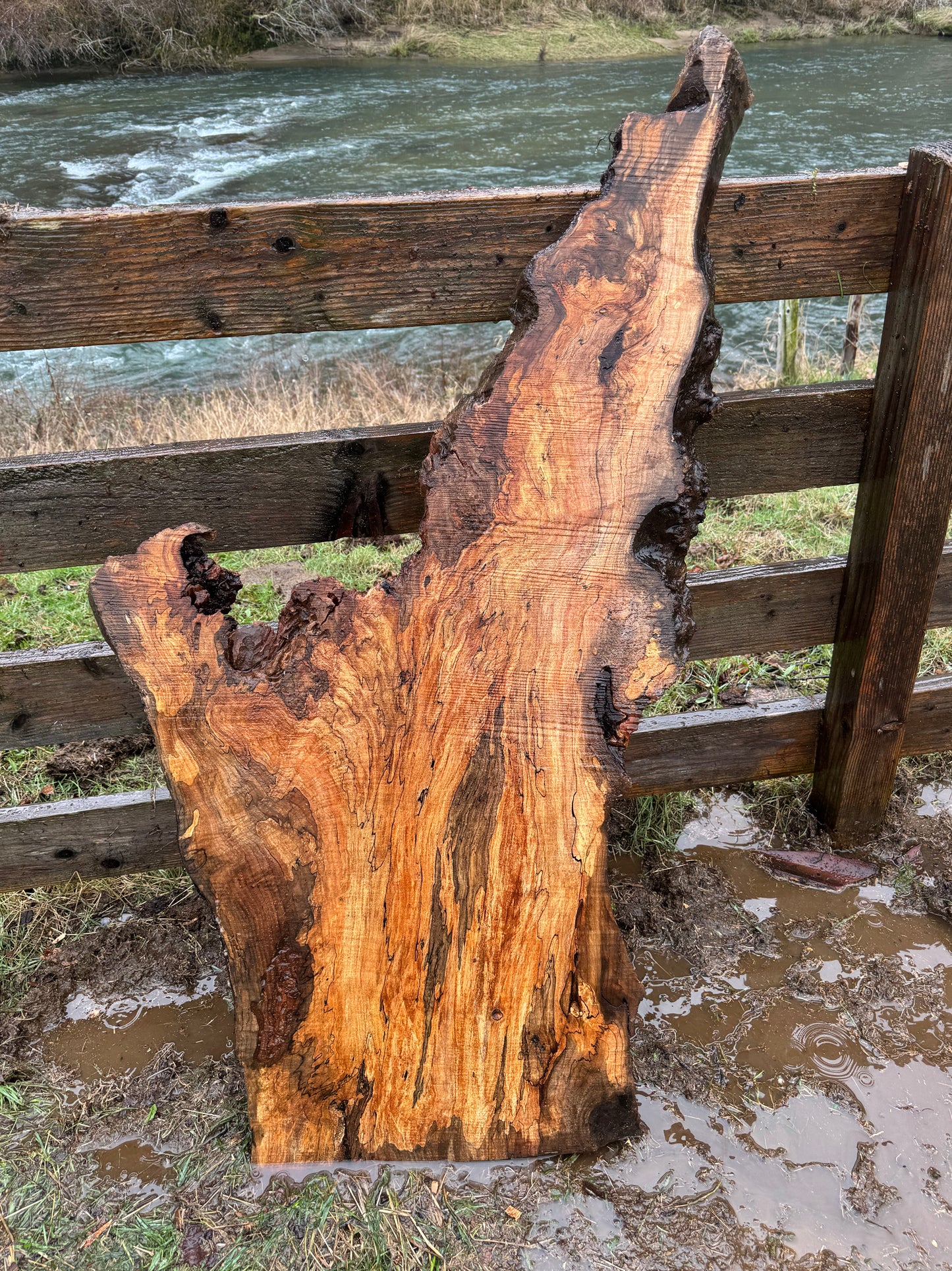 Rare Spalted Maple Slab – 53"x28"x2"