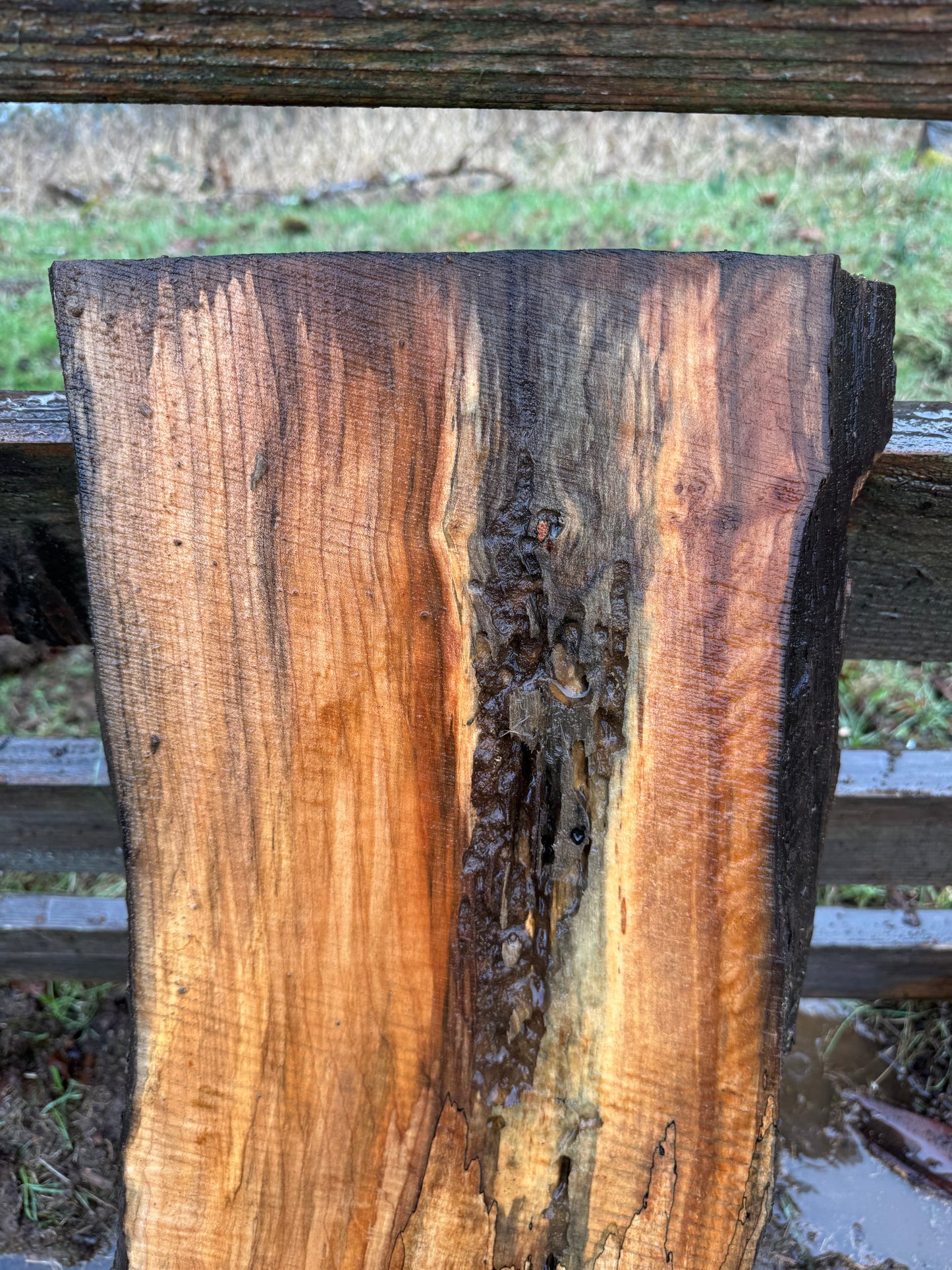 Live Edge Spalted Maple Slab – 39"x18"x2.5"
