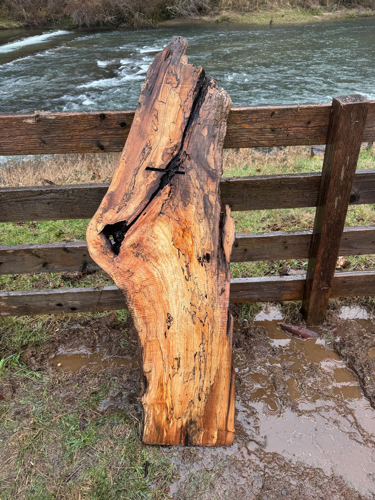 Live Edge Spalted Maple Slab – 58"x21"x2"