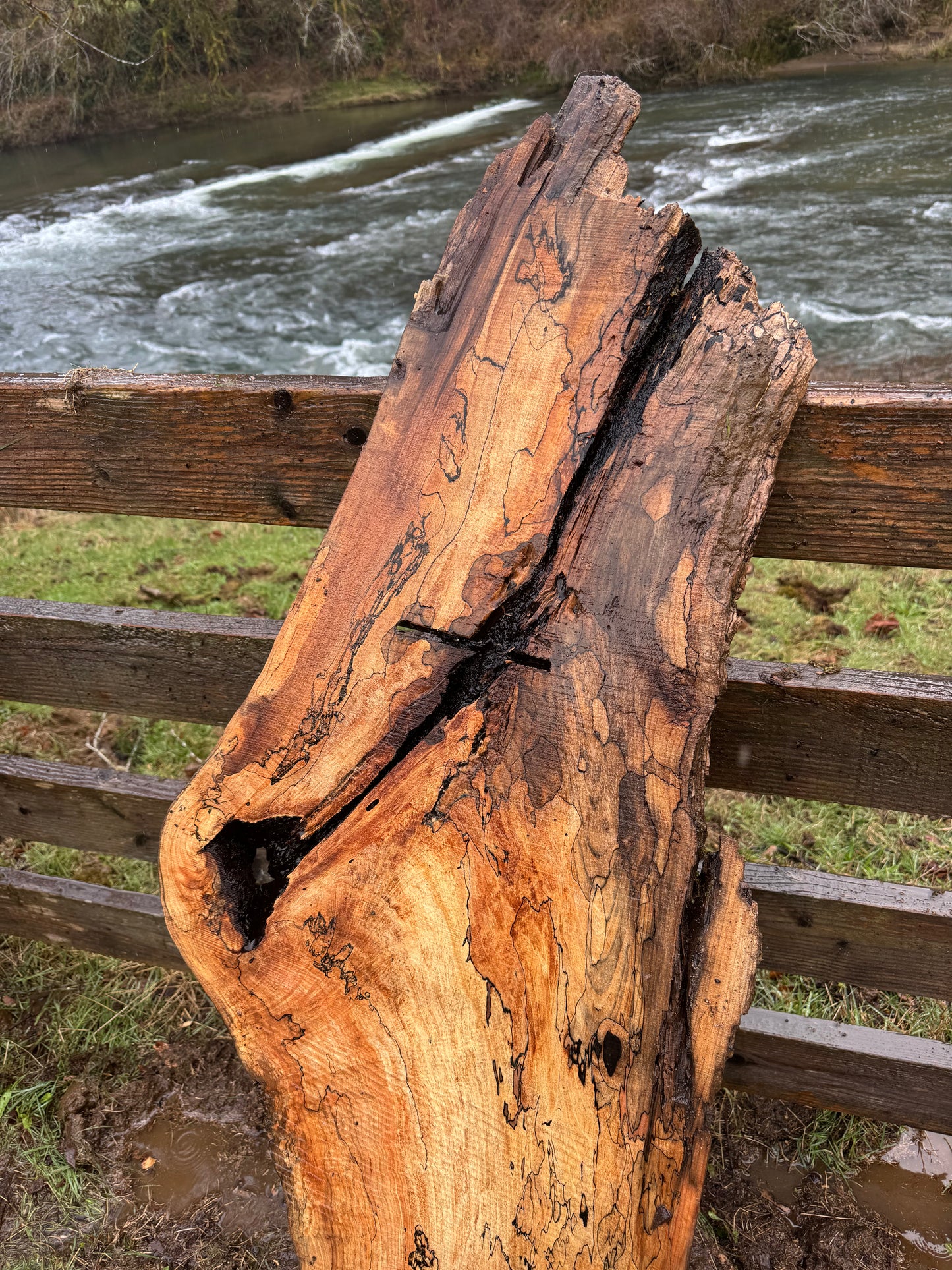 Live Edge Spalted Maple Slab – 58"x21"x2"