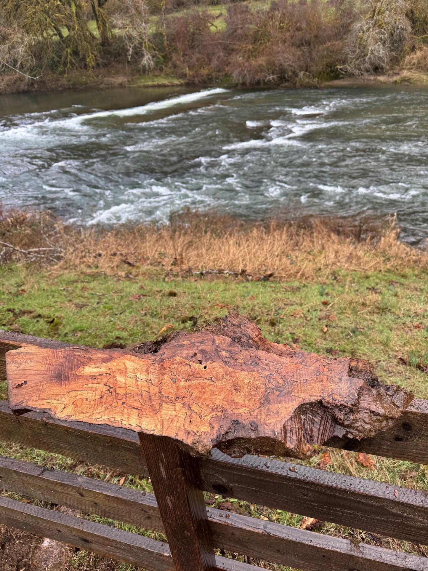 Dry Live Edge Spalted Maple Slab – 31"x12"x1"