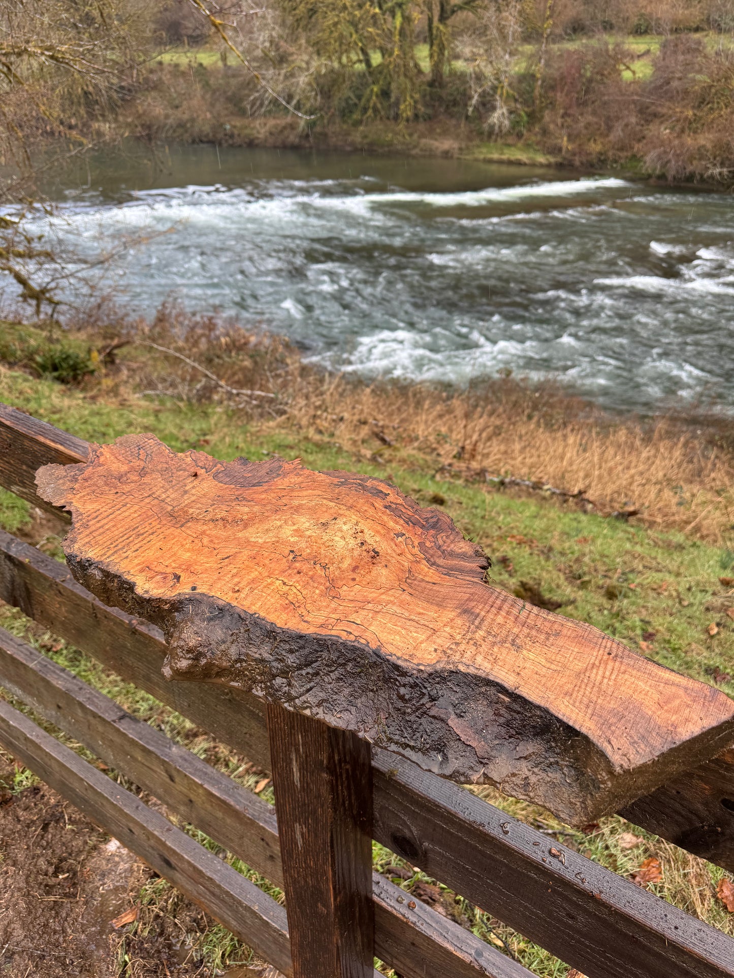 Dry Live Edge Spalted Maple Slab – 31"x12"x1"