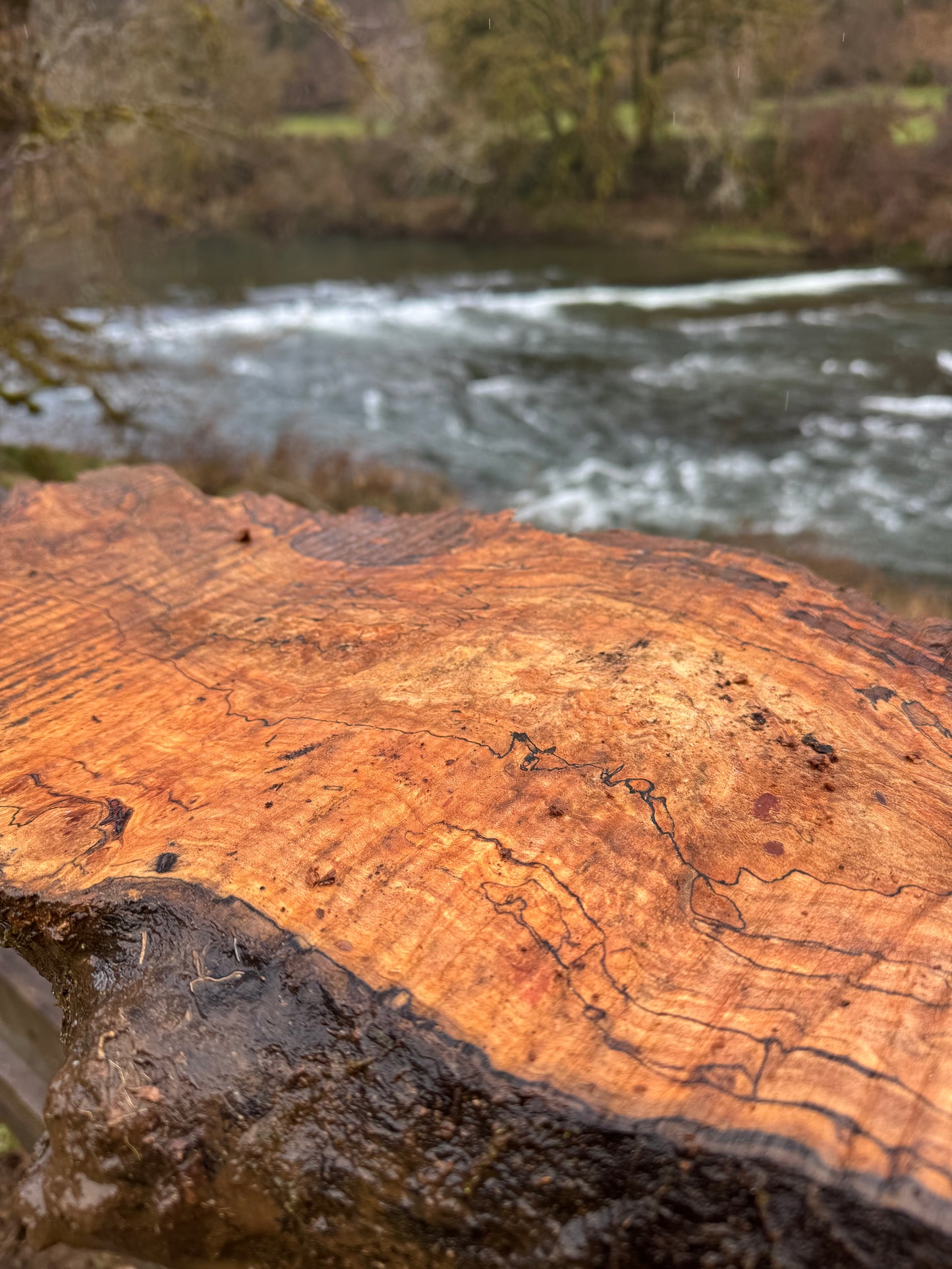 Dry Live Edge Spalted Maple Slab – 31"x12"x1"