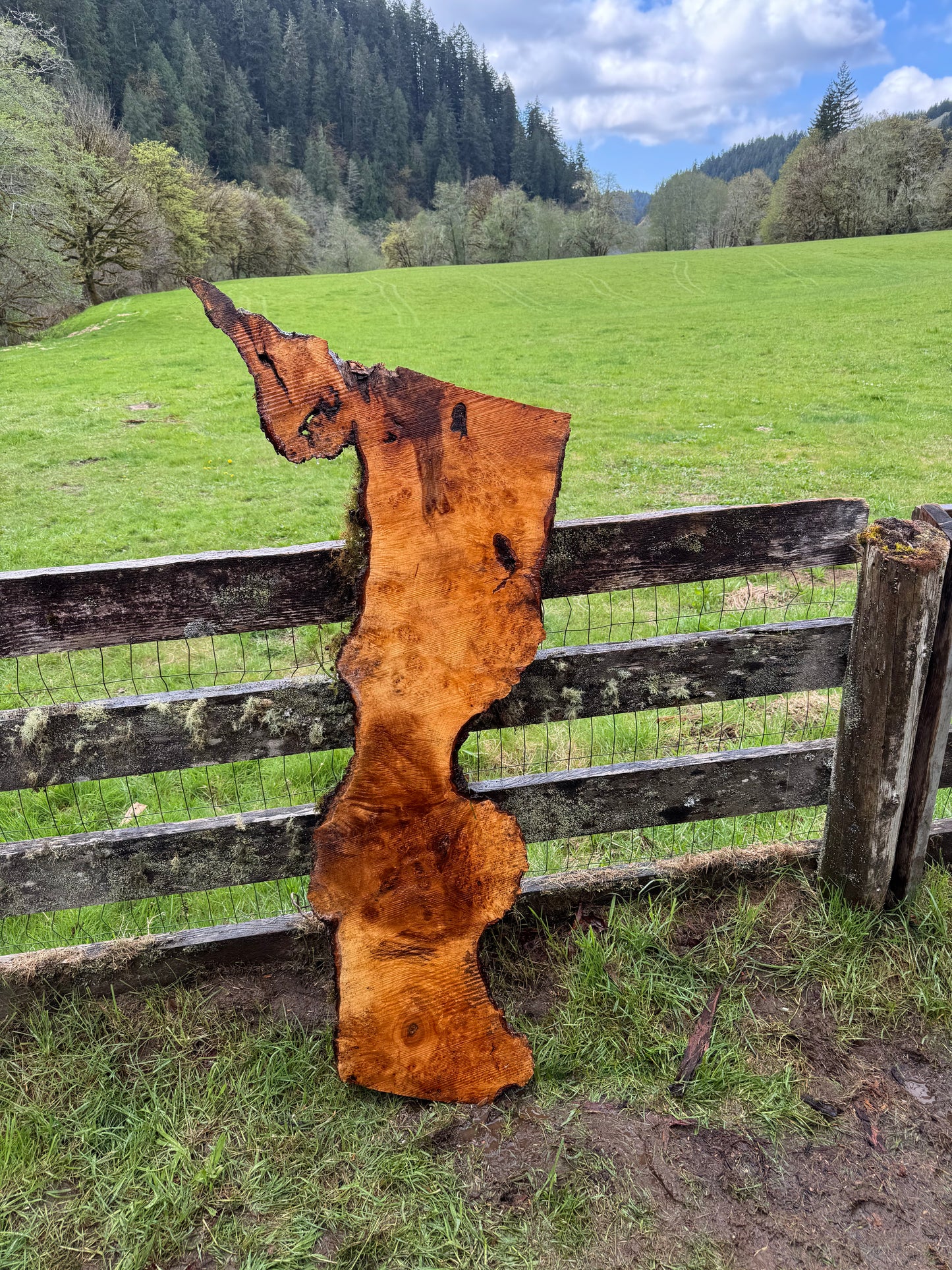 Maple Burl Slab - 58" x 27" x 3"
