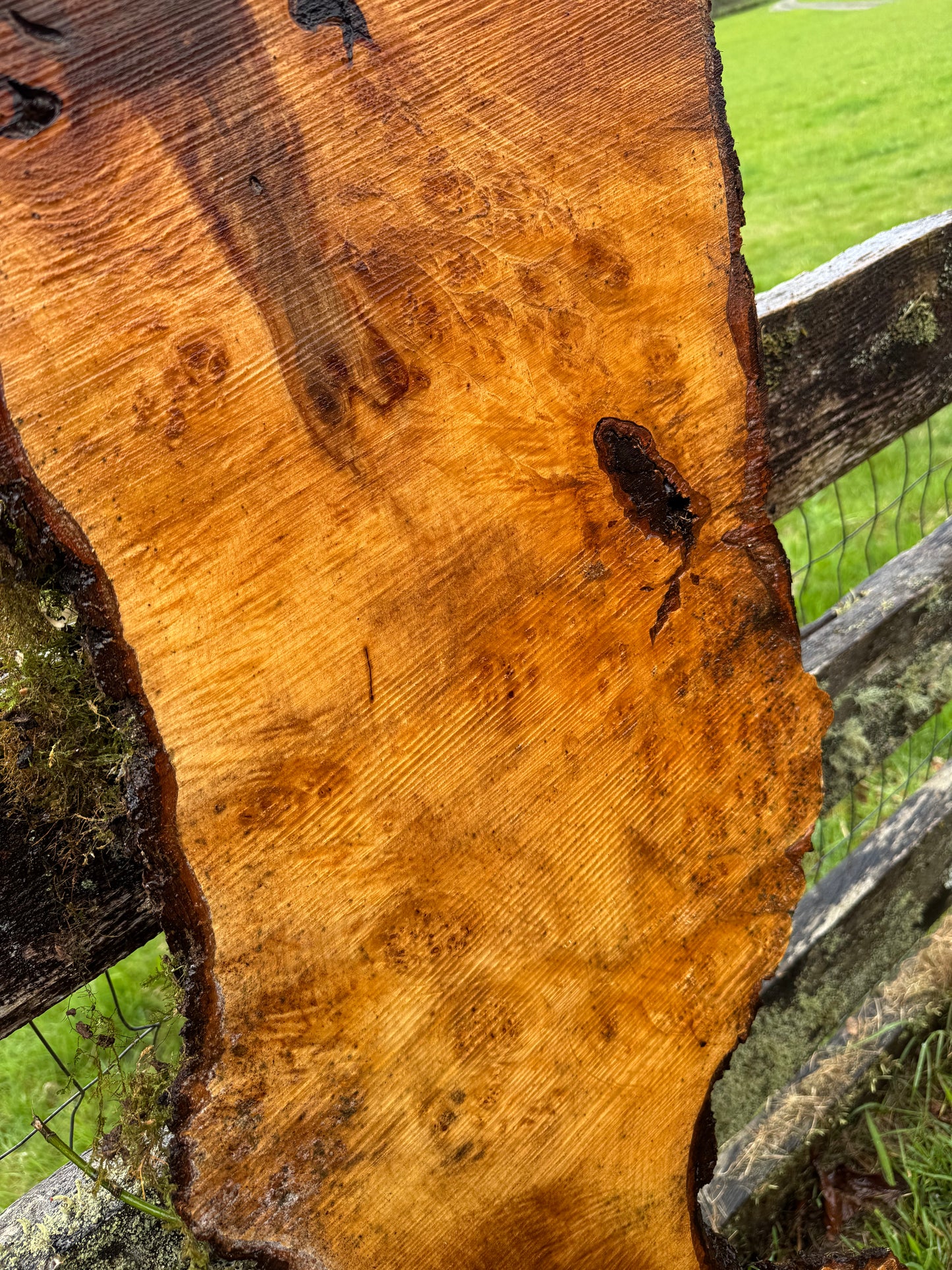 Maple Burl Slab - 58" x 27" x 3"