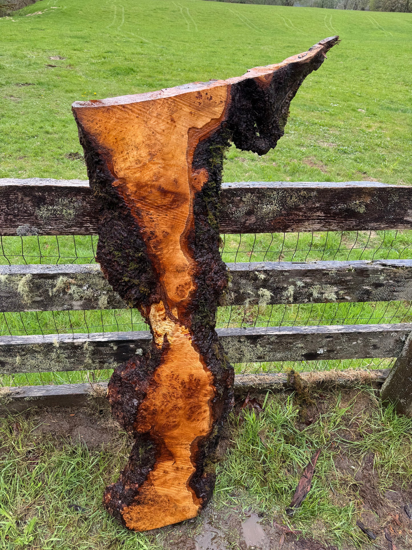 Maple Burl Slab - 58" x 27" x 3"