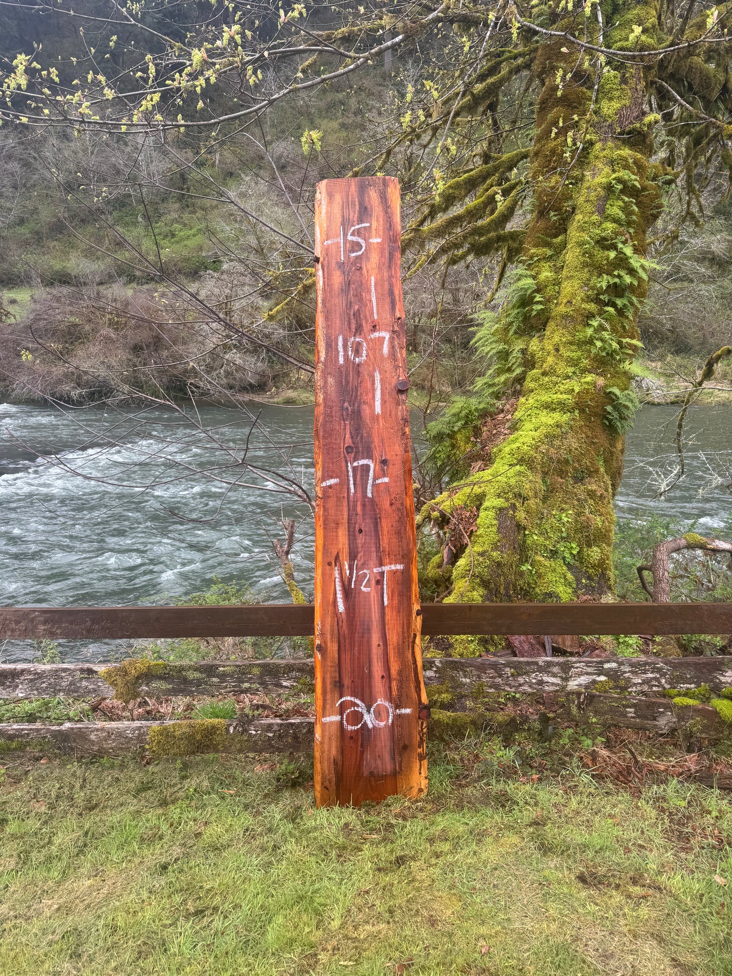 Giant Sequoia Redwood Slab- 107" x 20" x 1.5" - Live Edges