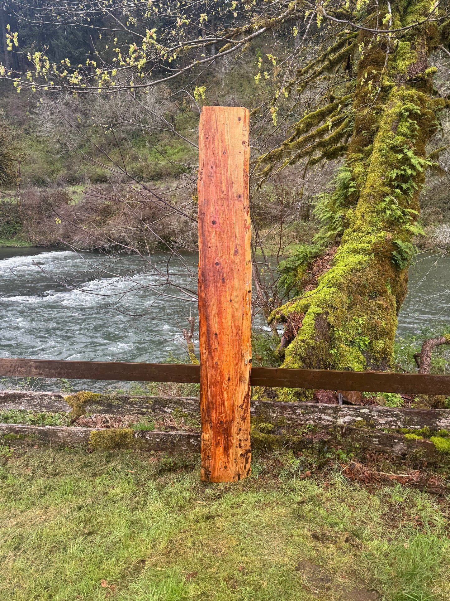 Giant Sequoia Redwood Slab- 106" x 16" x 1.5" - Live Edges