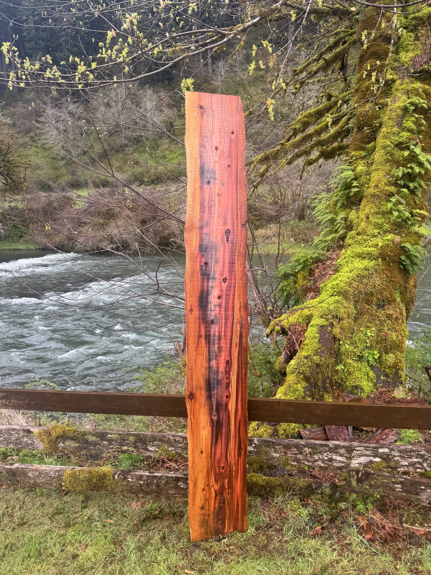 Giant Sequoia Redwood Slab- 106" x 16" x 1.5" - Live Edges