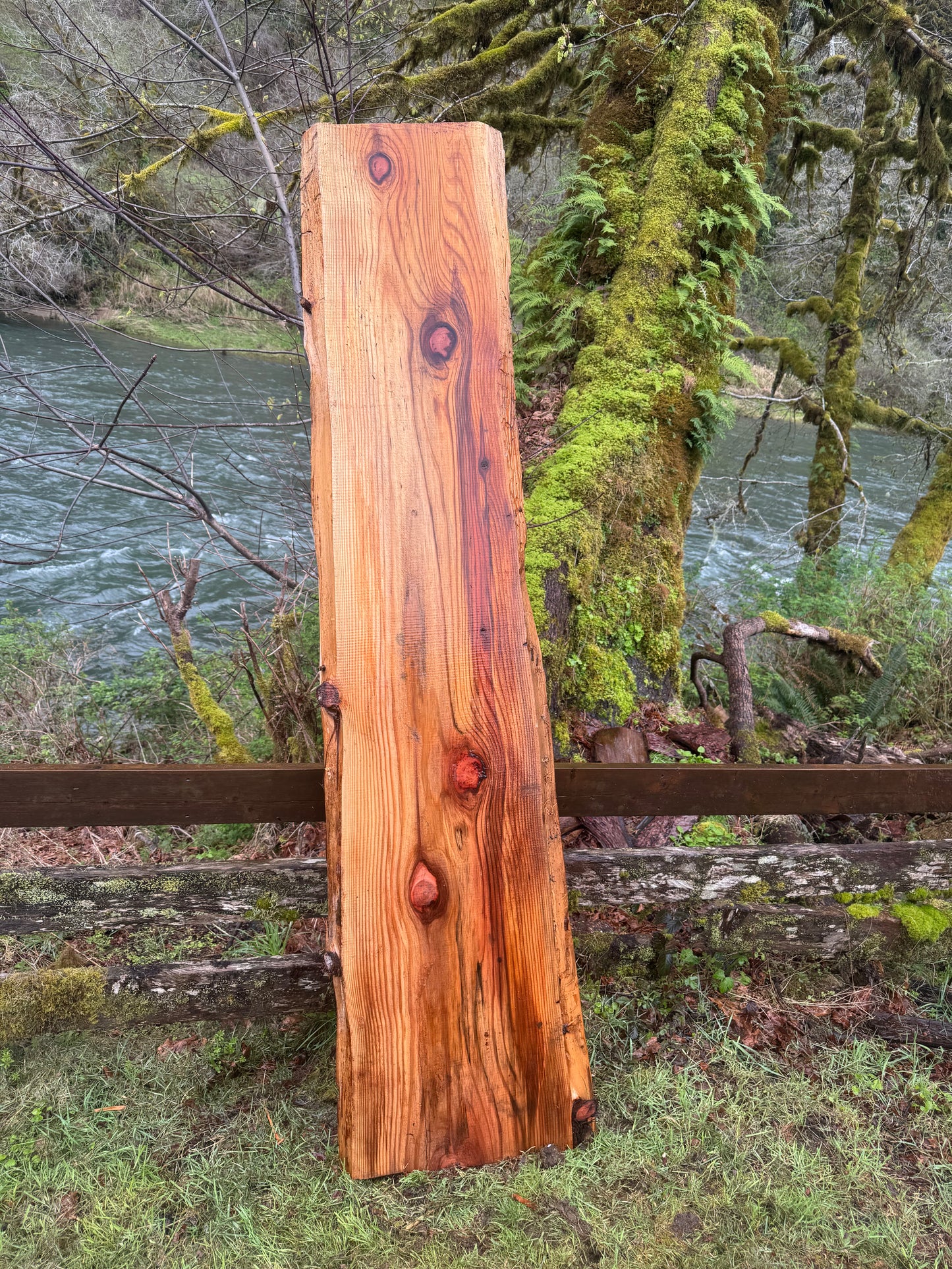 Giant Sequoia Redwood Slab- 91" x 23" x 2" - Live Edges