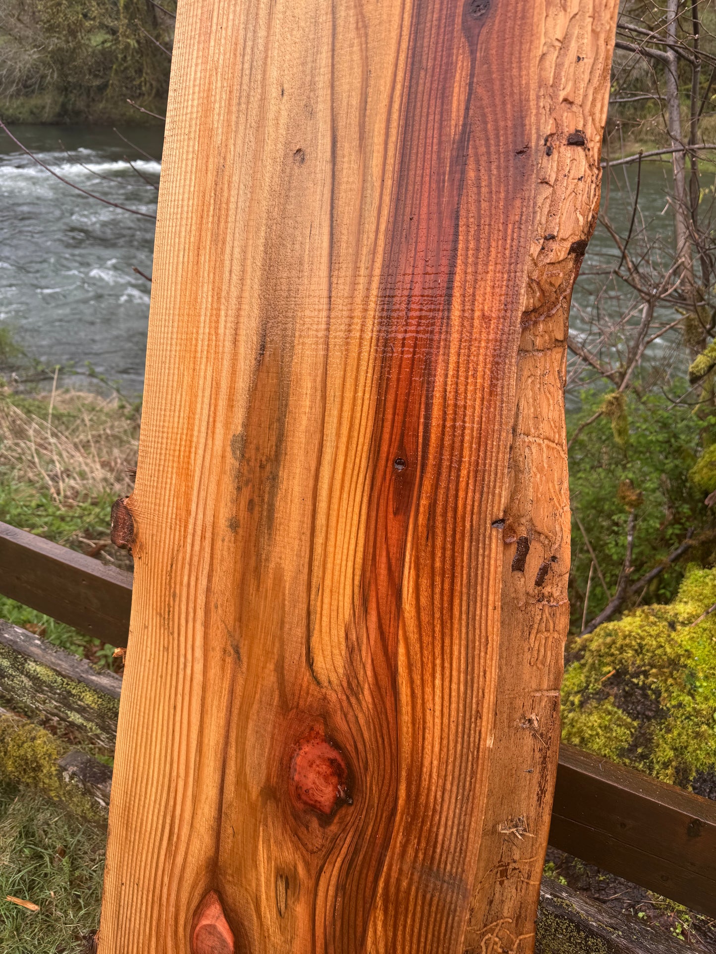 Giant Sequoia Redwood Slab- 91" x 23" x 2" - Live Edges