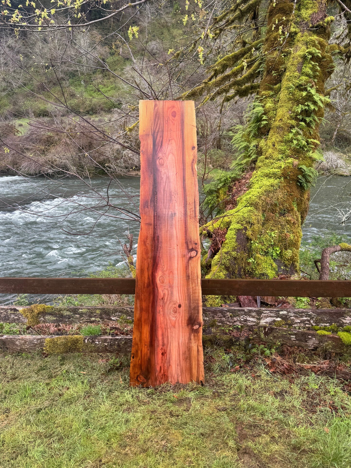 Giant Sequoia Redwood Slab- 91" x 23" x 2" - Live Edges